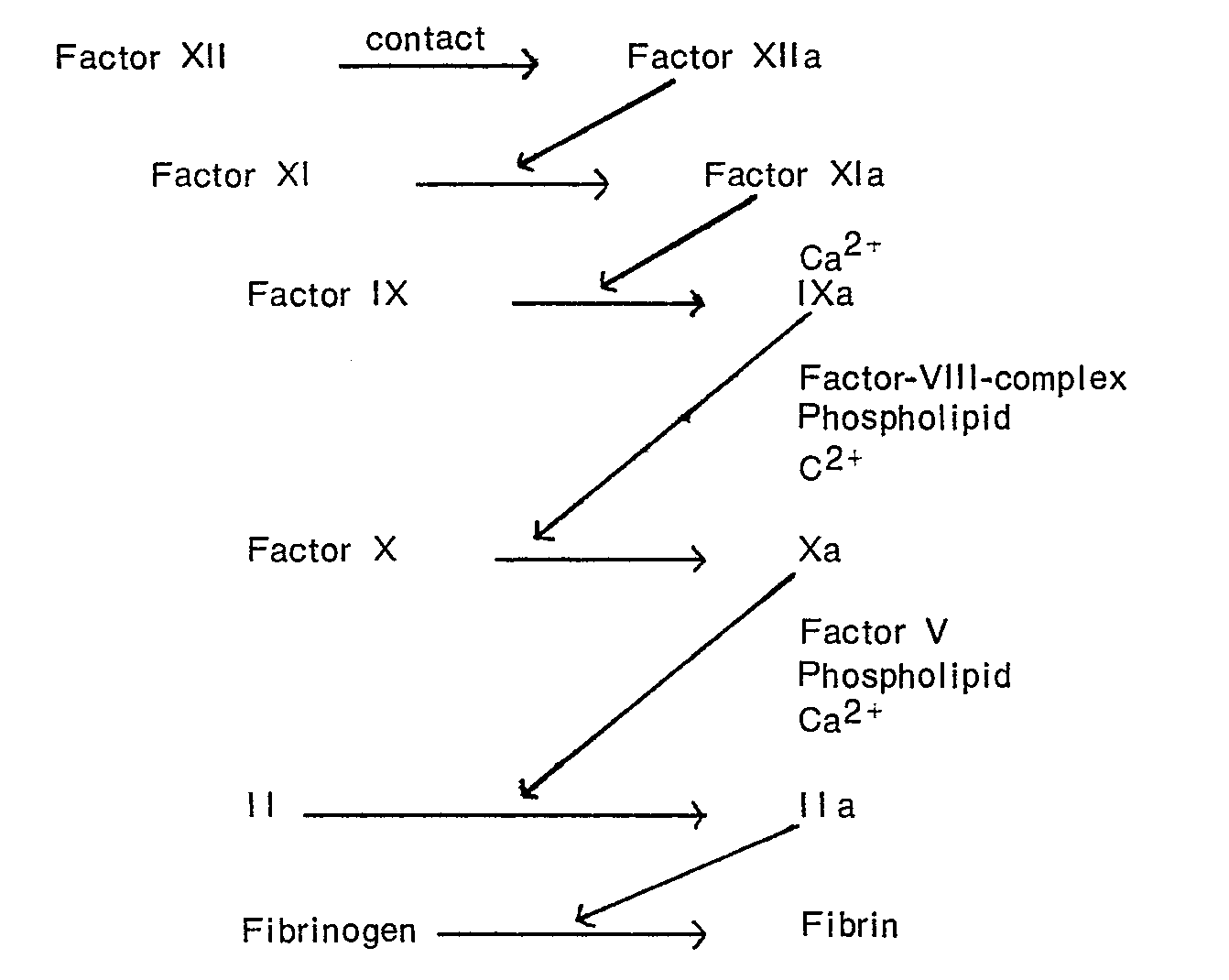 the process of coagulation and the necessary enzymes and factors that influence it Blood flow controls coagulation onset via the positive feedback of factor vii activation by factor xa the clotting process is initiated by tissue factor moreover, we were able to identify two most important factors that are removed. the process of coagulation and the necessary enzymes and factors that influence it Blood flow controls coagulation onset via the positive feedback of factor vii activation by factor xa the clotting process is initiated by tissue factor moreover, we were able to identify two most important factors that are removed.