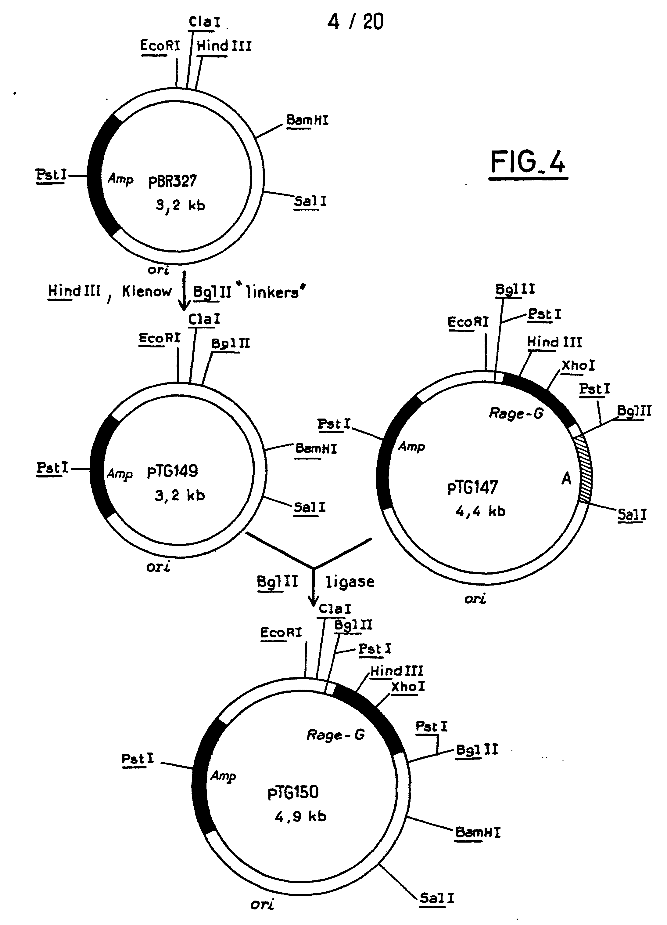 eukaryotic vectors for expression of proteins Wide-range integrative expression vectors for fungi, novel microbial and eukaryotic expression systems production of recombinant proteins. eukaryotic vectors for expression of proteins Wide-range integrative expression vectors for fungi, novel microbial and eukaryotic expression systems production of recombinant proteins.