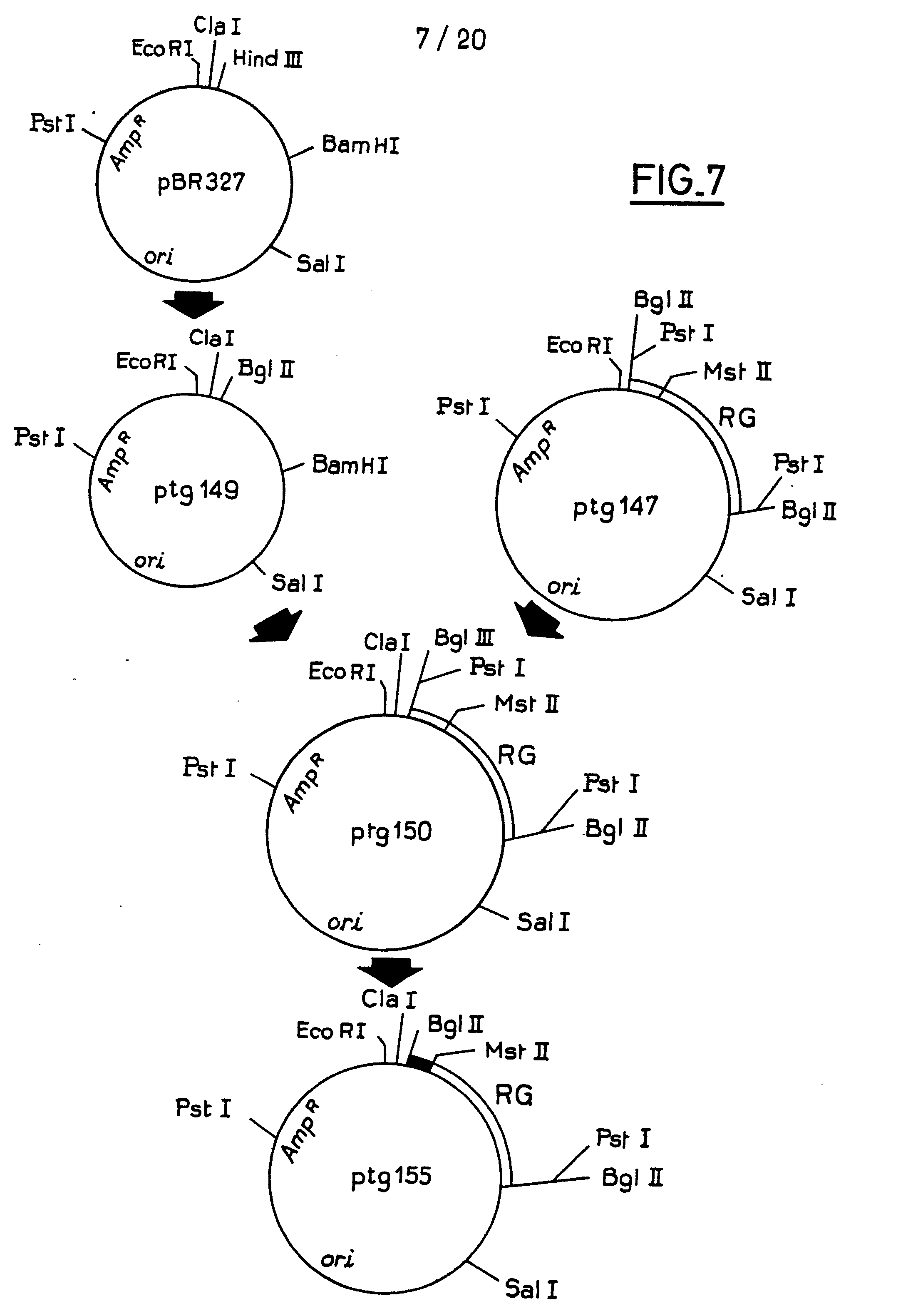 eukaryotic vectors for expression of proteins Wide-range integrative expression vectors for fungi, novel microbial and eukaryotic expression systems production of recombinant proteins. eukaryotic vectors for expression of proteins Wide-range integrative expression vectors for fungi, novel microbial and eukaryotic expression systems production of recombinant proteins.
