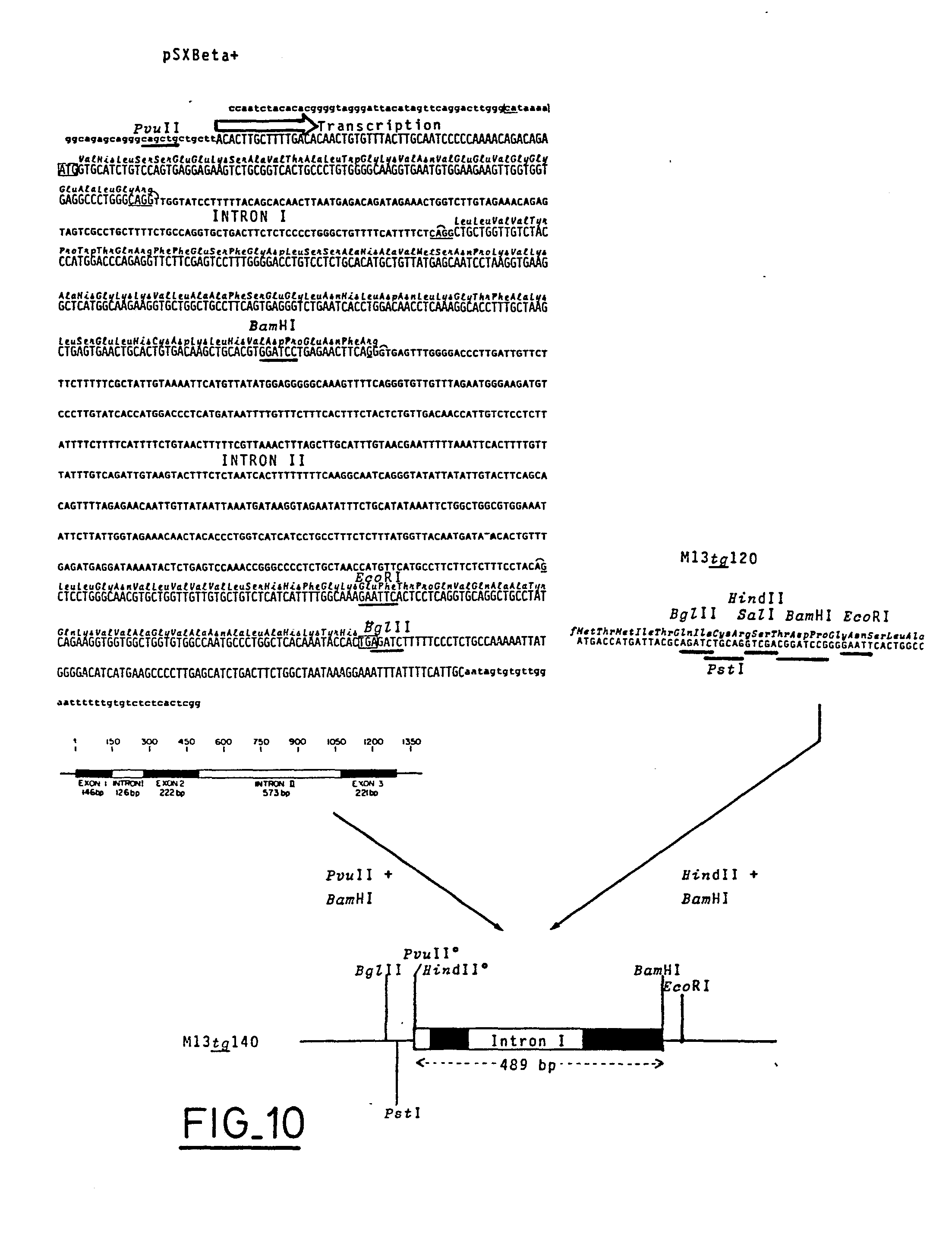 eukaryotic vectors for expression of proteins Wide-range integrative expression vectors for fungi, novel microbial and eukaryotic expression systems production of recombinant proteins. eukaryotic vectors for expression of proteins Wide-range integrative expression vectors for fungi, novel microbial and eukaryotic expression systems production of recombinant proteins.