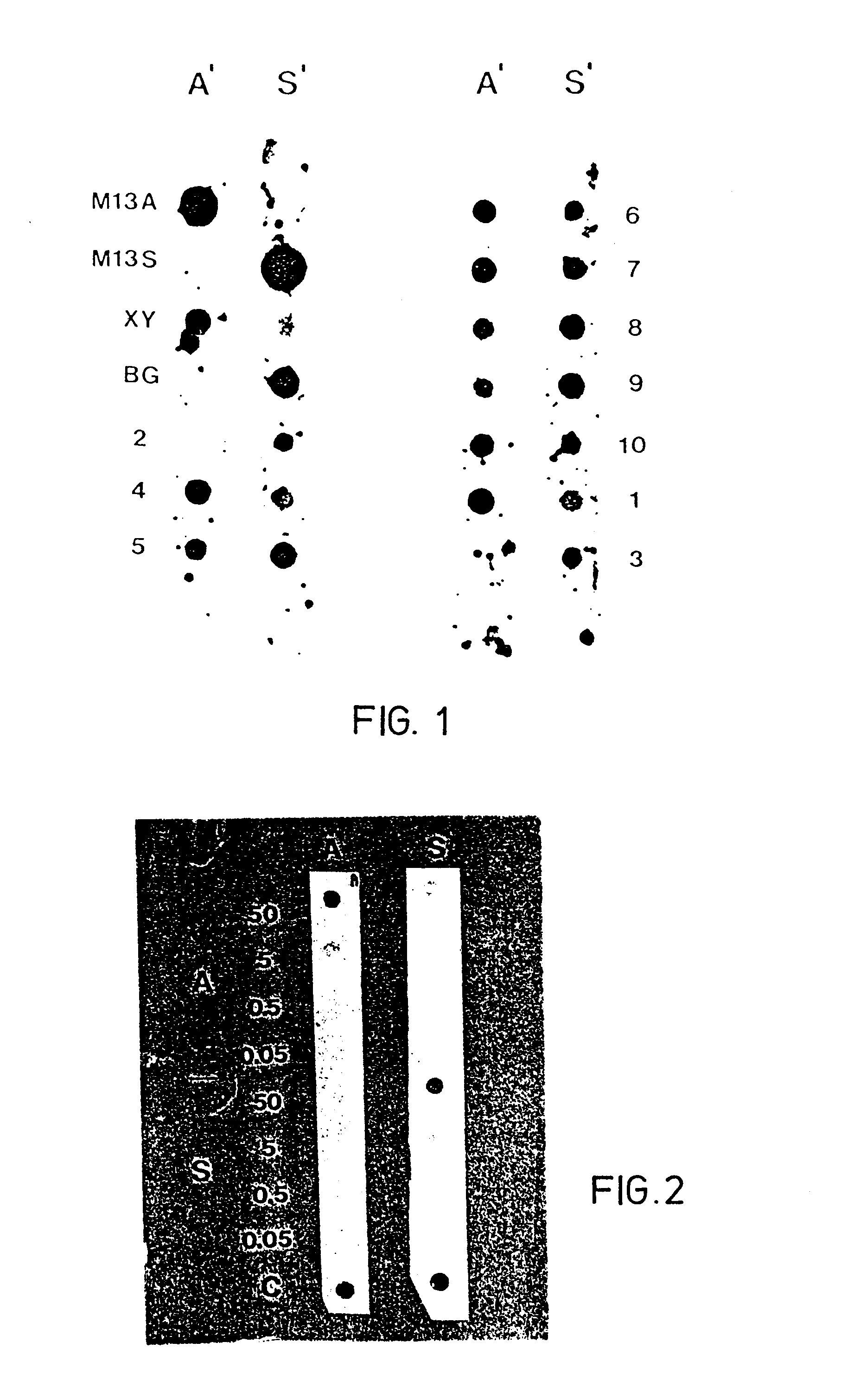 Dna slot blot hybridization