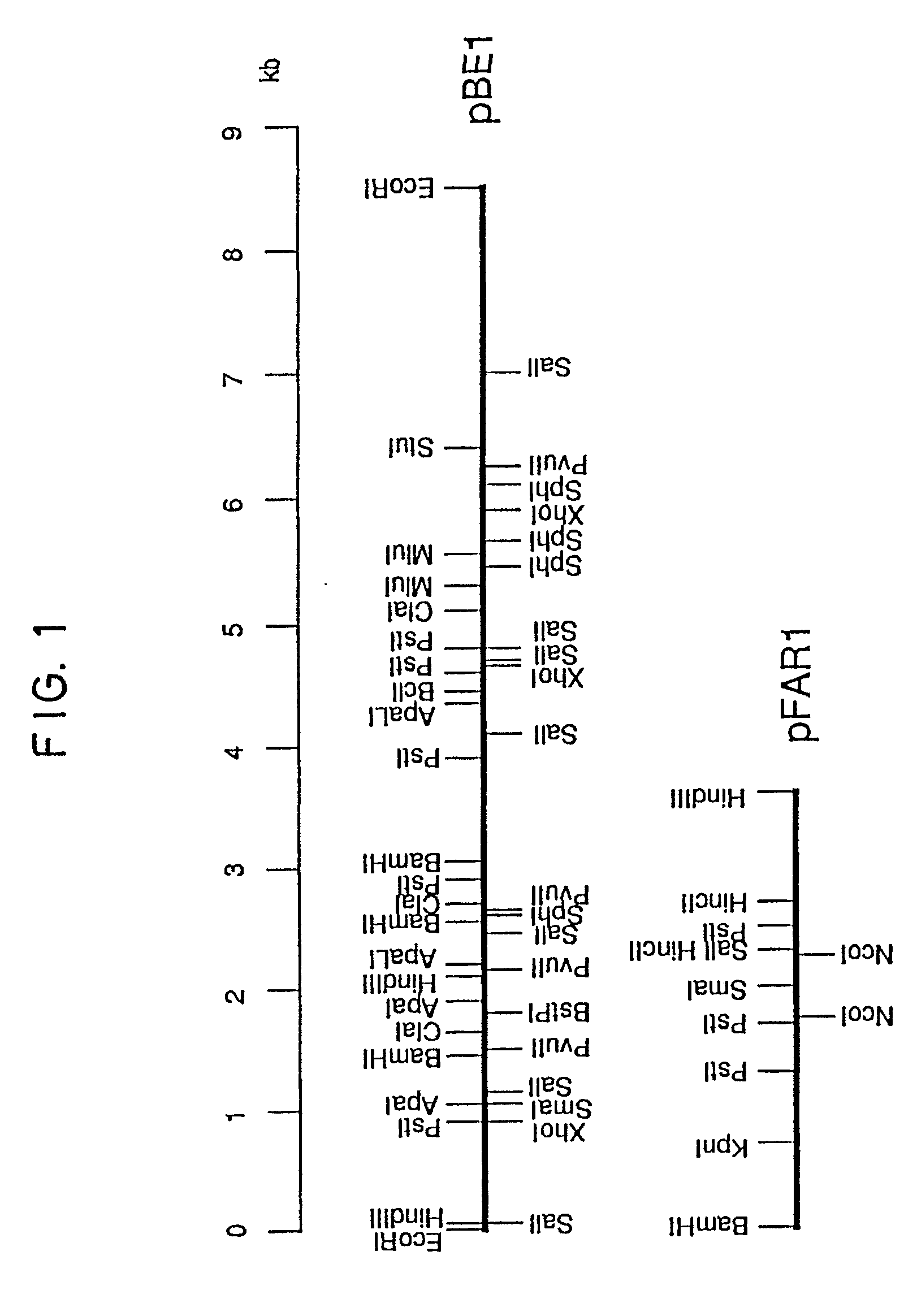 Acide Fusarique; fusarique, acide Acide Fusarique; fusarique, acide