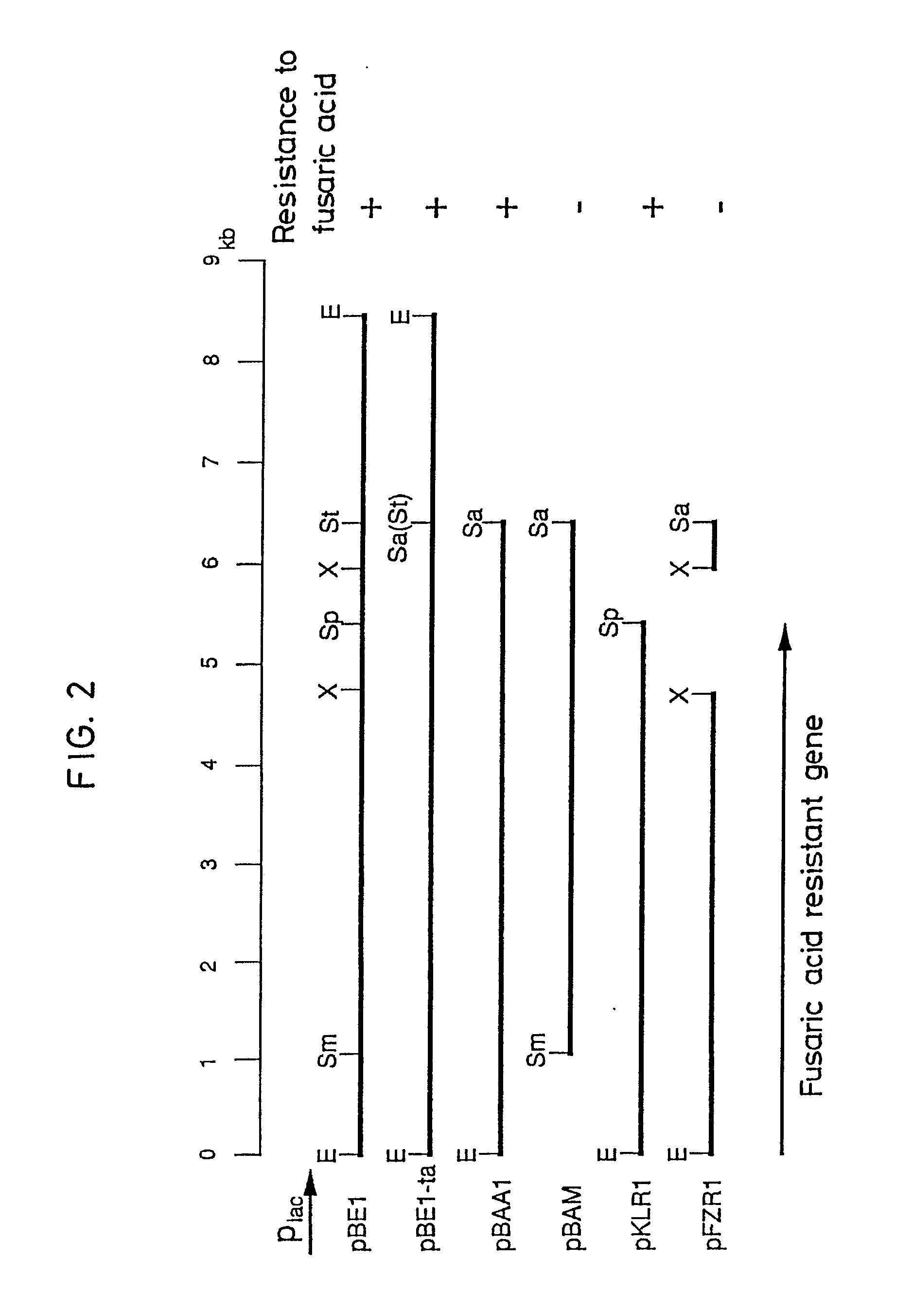 Acide Fusarique; fusarique, acide Acide Fusarique; fusarique, acide