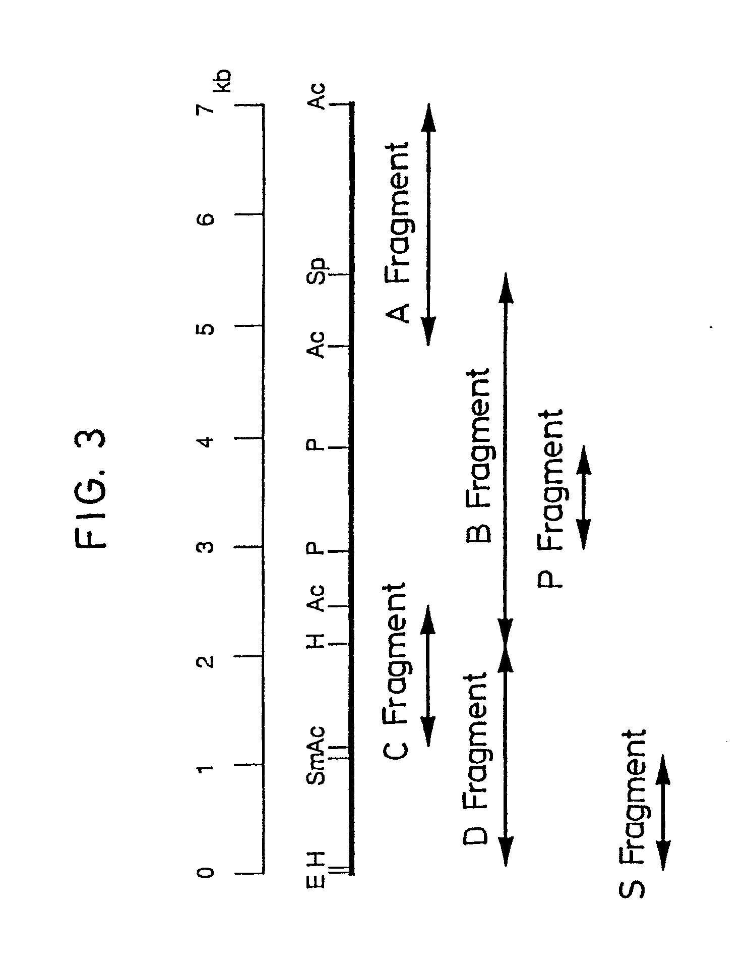 Acide Fusarique; fusarique, acide Acide Fusarique; fusarique, acide