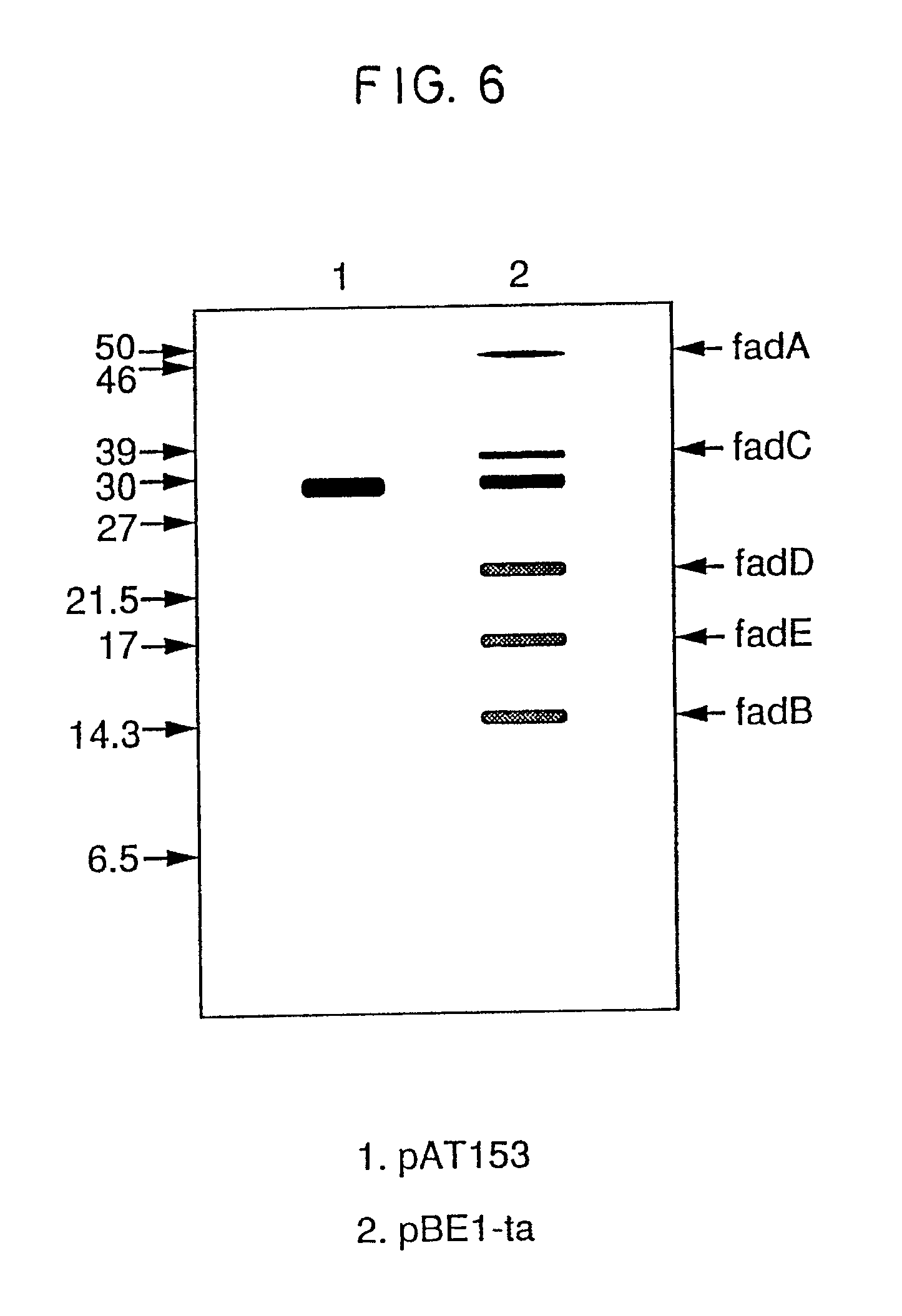 Acide Fusarique; fusarique, acide Acide Fusarique; fusarique, acide