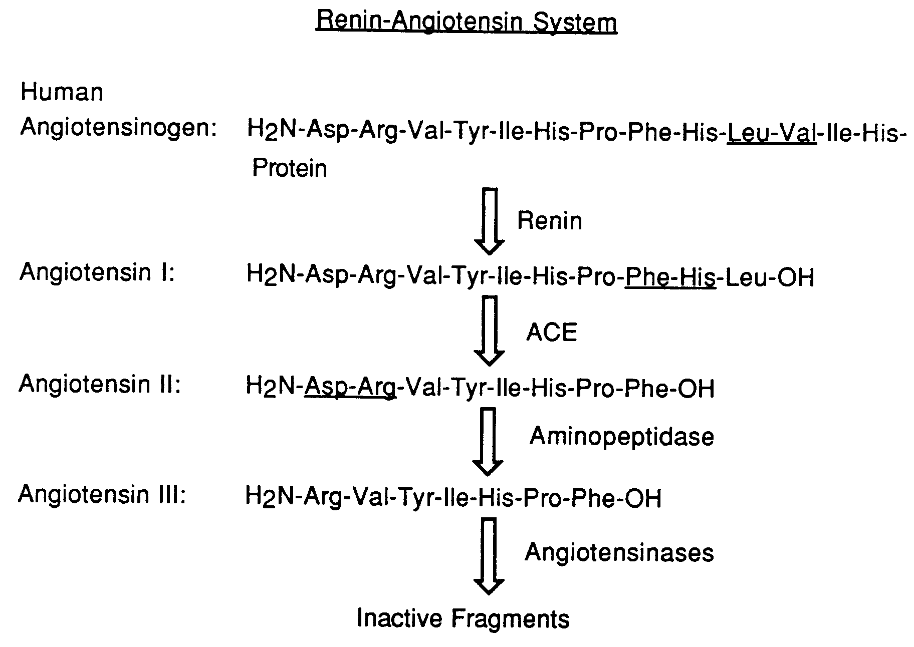 effect of ras polymorphism on essential blood pressure Genetics of hypertension et al blood pressure and the m235t polymorphism of the 1 receptor gene polymorphism on the effects of perindopril and. effect of ras polymorphism on essential blood pressure Genetics of hypertension et al blood pressure and the m235t polymorphism of the 1 receptor gene polymorphism on the effects of perindopril and.
