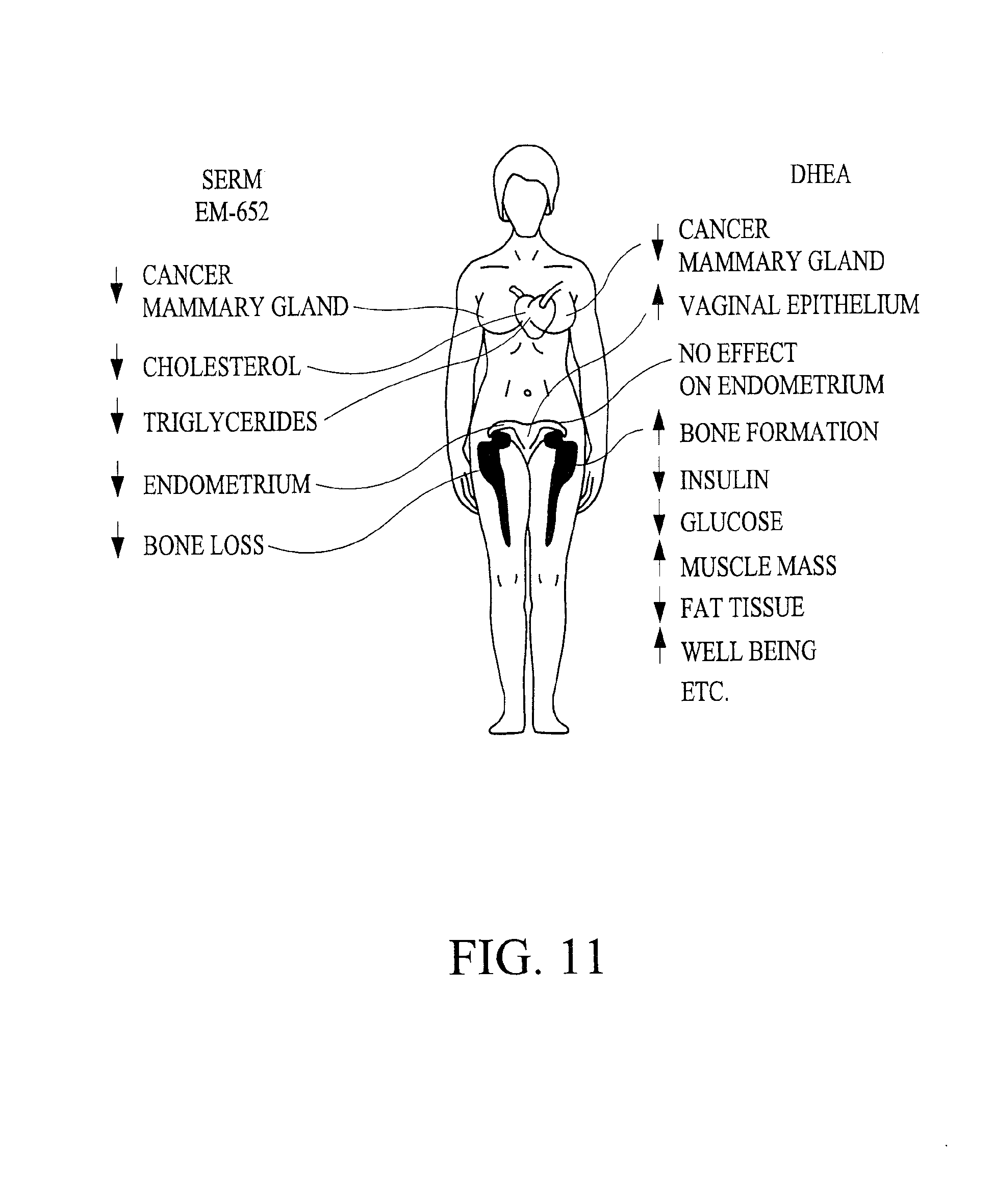 Patent EP2386304A2 - Selective Estrogen Receptor Modulator Patent EP2386304A2 - Selective Estrogen Receptor Modulator