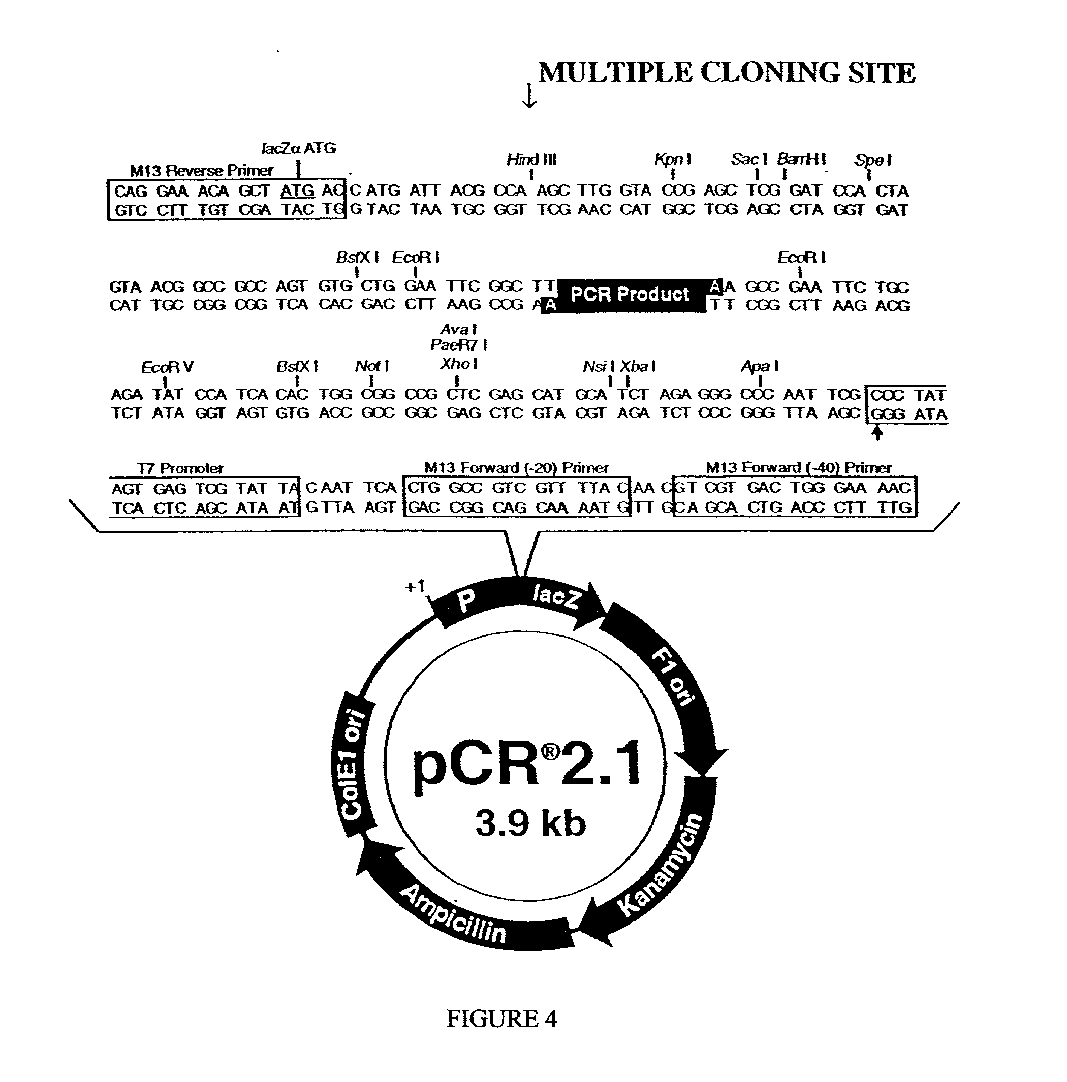 cloning vector
