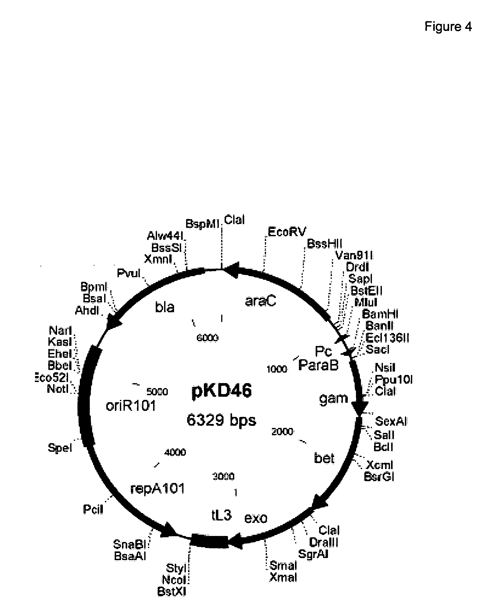 dna recombination