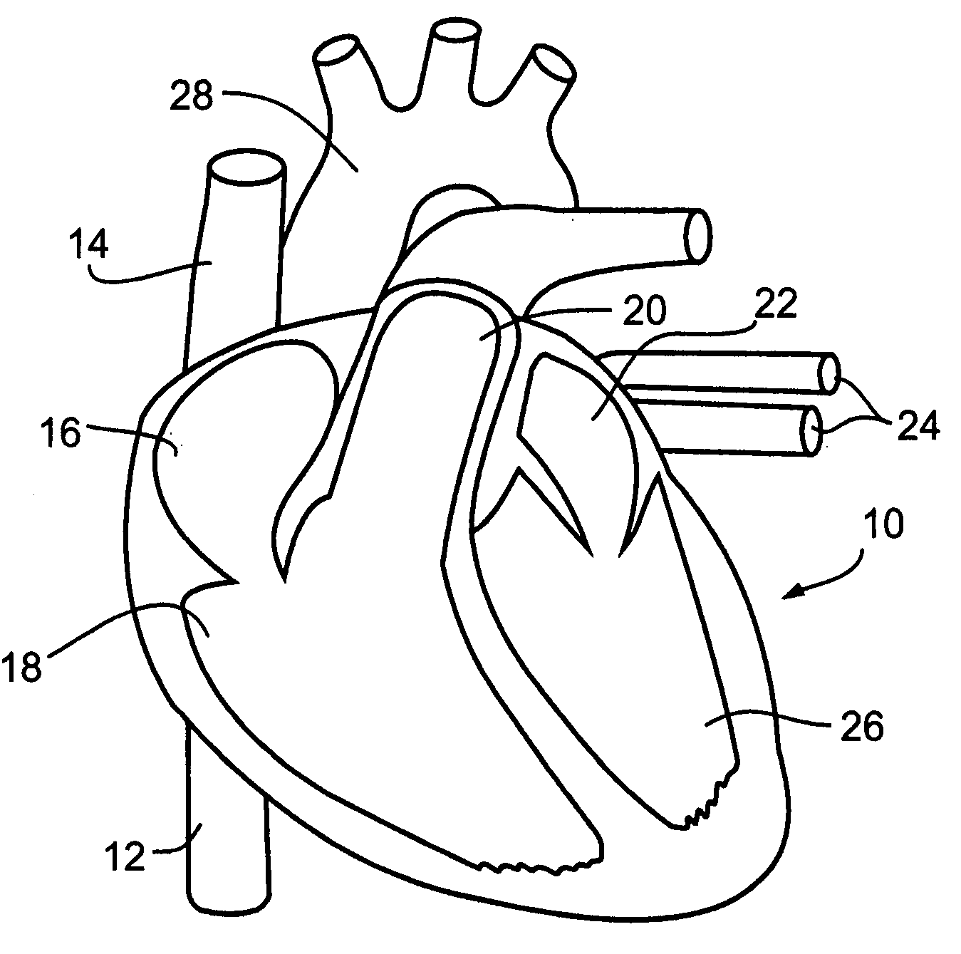 circulatory system coloring page free coloring pages of blood cell circulatory system coloring page free coloring pages of blood cell