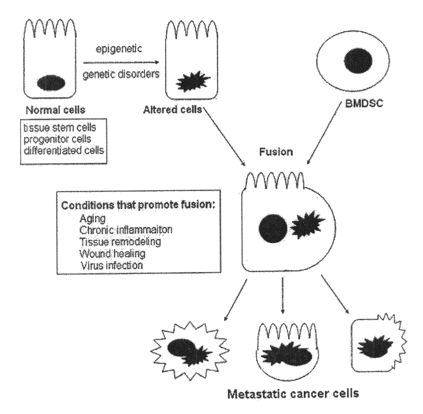 cell fusion Introduction: somatic cell fusion or hybrid cells can be produced by fusing different types of somatic cells from two different tissues or species in a cell culture media. cell fusion Introduction: somatic cell fusion or hybrid cells can be produced by fusing different types of somatic cells from two different tissues or species in a cell culture media.