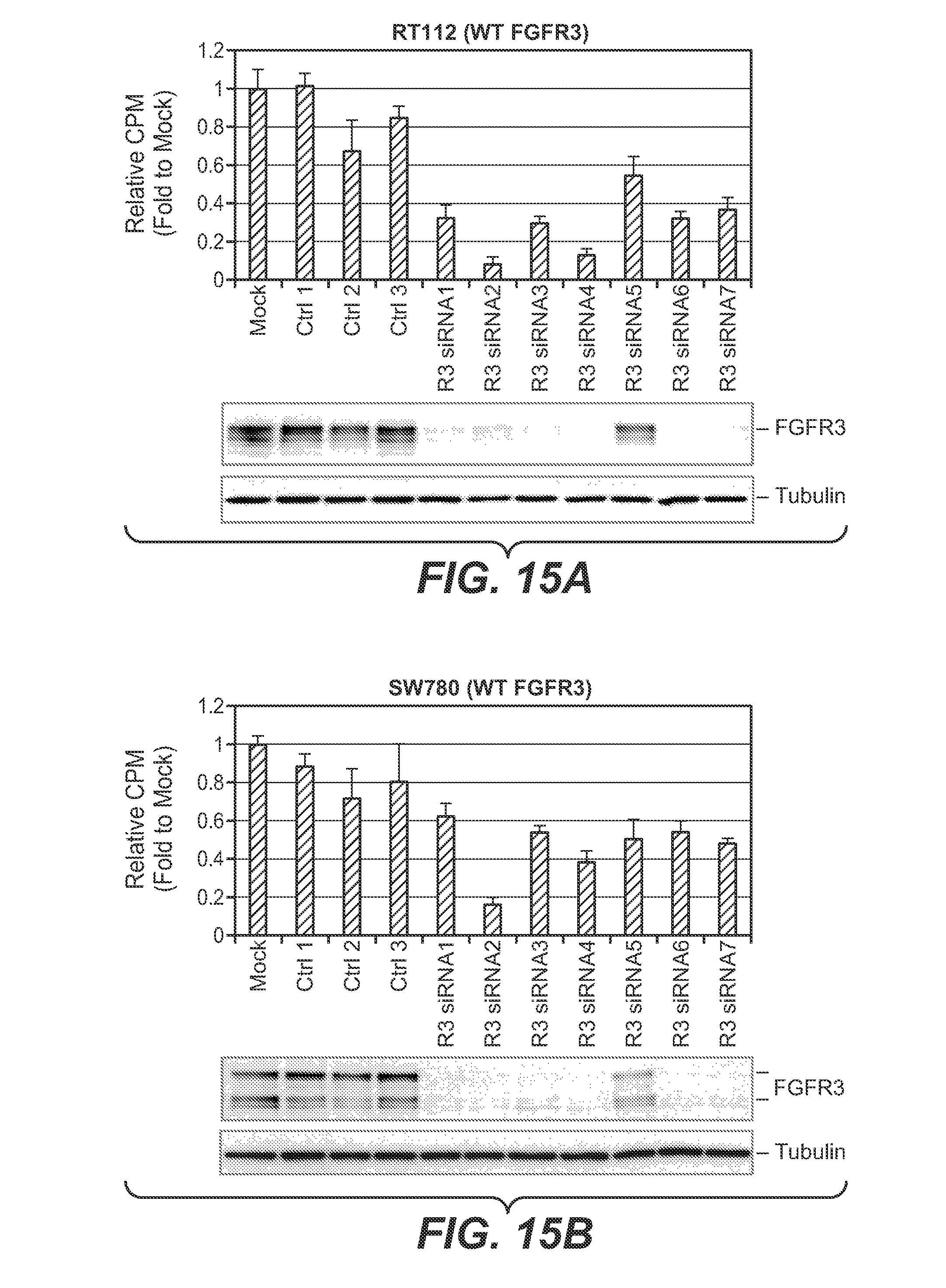 fgfr3 function The fgfr3 gene encodes fibroblast growth factor 3, one of a family of proteins involved in multiple processes such as regulation of cell growth and division. fgfr3 function The fgfr3 gene encodes fibroblast growth factor 3, one of a family of proteins involved in multiple processes such as regulation of cell growth and division.