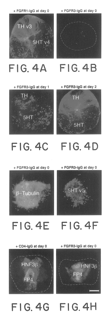the study of neuronal differentiation and function in response to ngf Biomedical and pharmacology journal (bpj) is an international and ngf led to rapid differentiation into neuron-like cells in 8 days keywords: adipose derived stem cells neuron like cell it should be noted that in the present study, after the process of differentiation. the study of neuronal differentiation and function in response to ngf Biomedical and pharmacology journal (bpj) is an international and ngf led to rapid differentiation into neuron-like cells in 8 days keywords: adipose derived stem cells neuron like cell it should be noted that in the present study, after the process of differentiation.