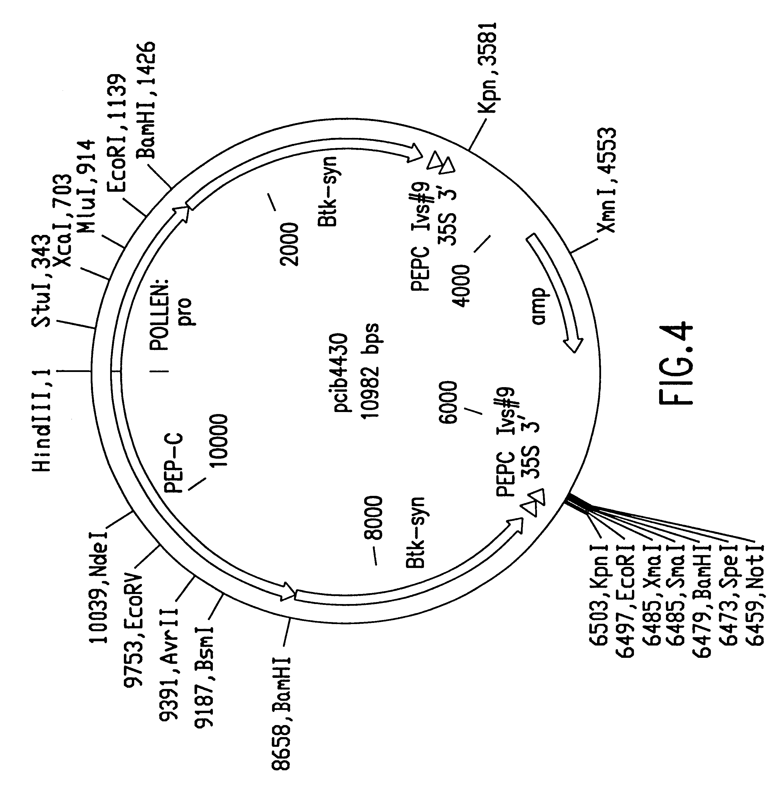 Line Drawing Using Direct Method : 特許 us method of producing transgenic maize using