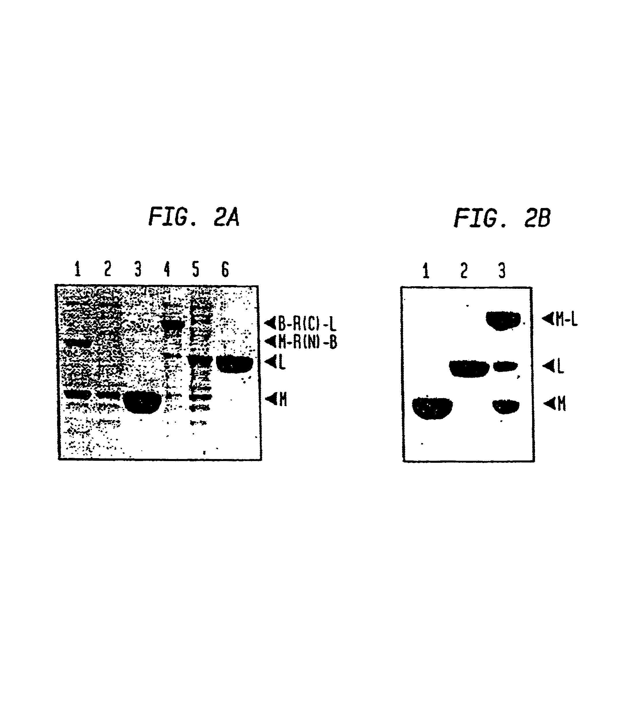 semisynthesis of proteins by expressed protein ligation – protein semisynthesis – chemical ligation of unprotected peptides semisynthesis of proteins by expressed protein ligation. semisynthesis of proteins by expressed protein ligation – protein semisynthesis – chemical ligation of unprotected peptides semisynthesis of proteins by expressed protein ligation.