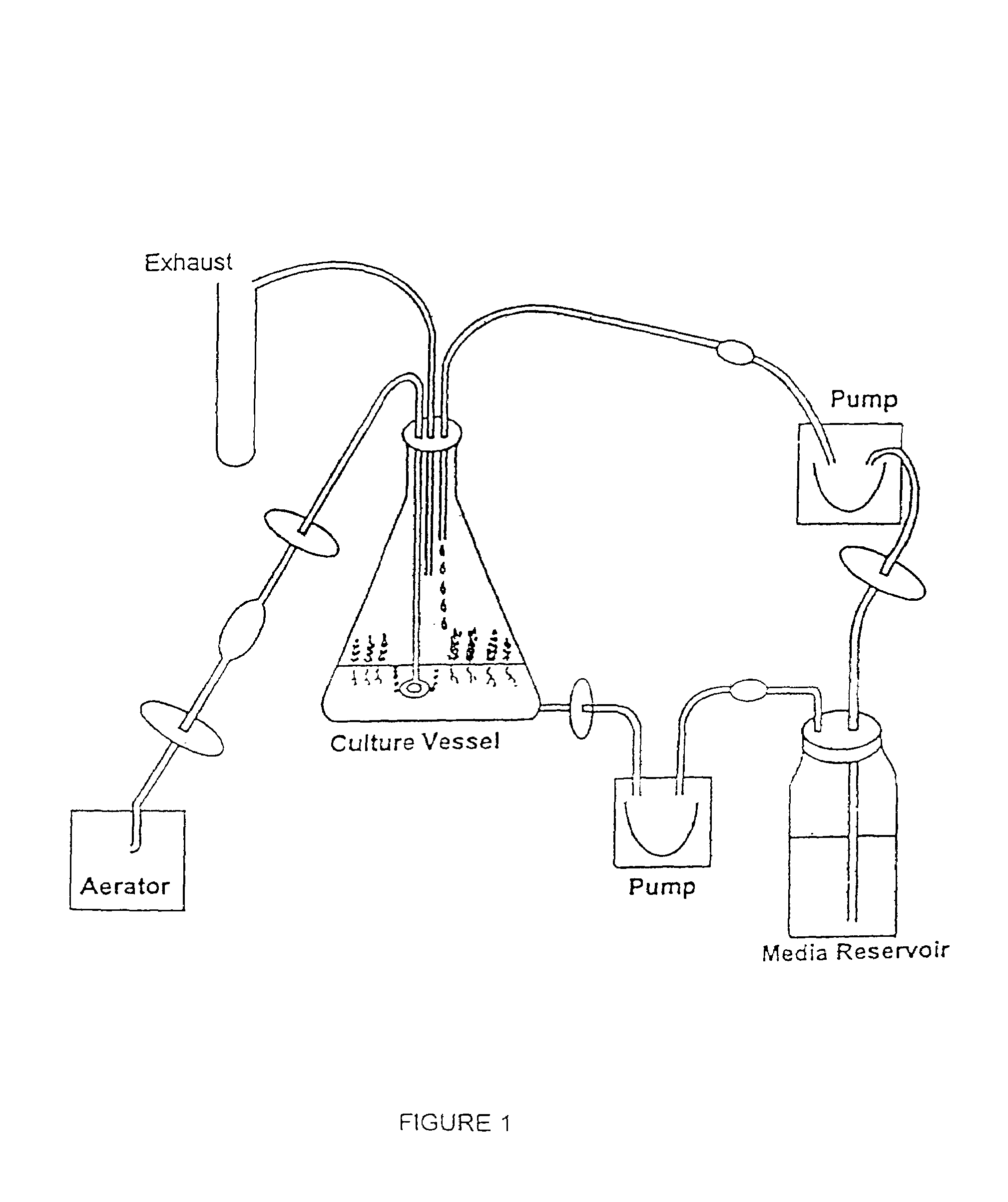 micropropagation of garlic Biotechnological tools for garlic propagation studies related to the application of tissue culture techniques such as micropropagation for garlic production. micropropagation of garlic Biotechnological tools for garlic propagation studies related to the application of tissue culture techniques such as micropropagation for garlic production.