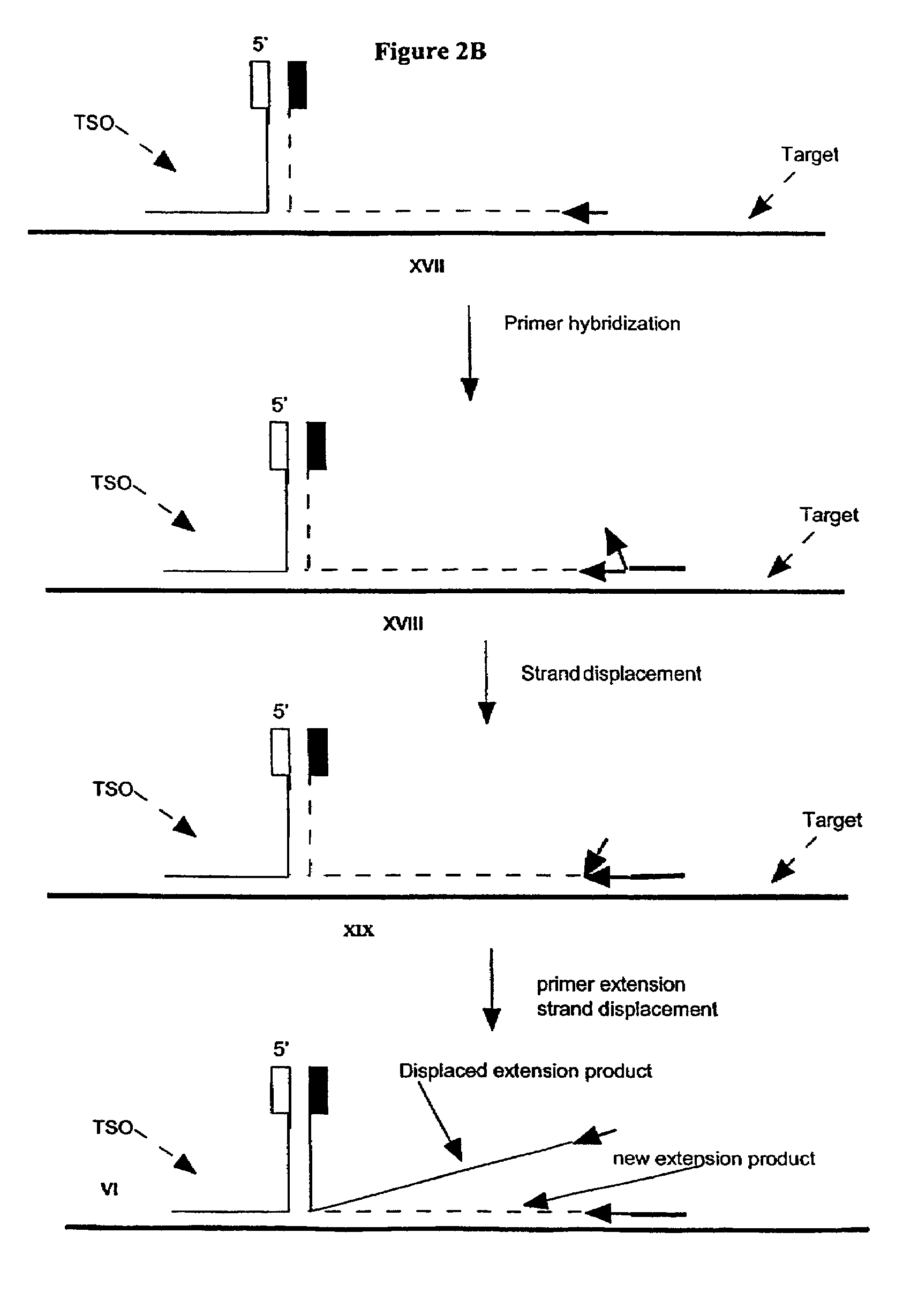 Patent Us7294461 Methods And Compositions For Transcription Based Nucleic Acid Lification Template Switching Oligo