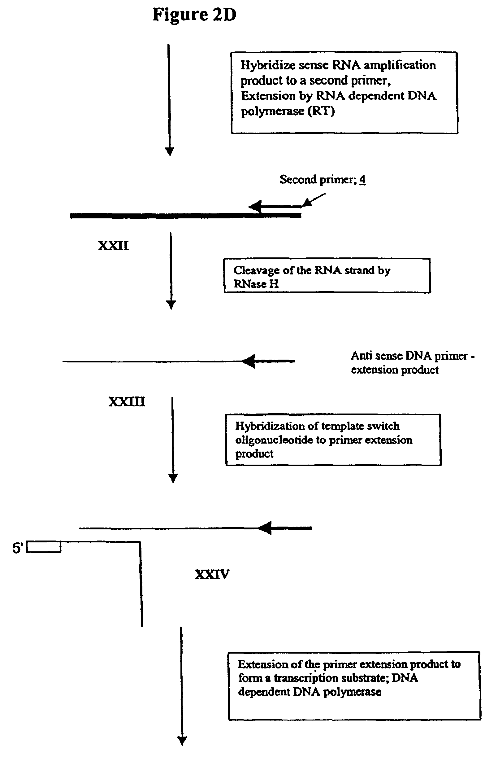 Patent Us7846733 Methods And Compositions For Transcription Based Nucleic Acid Lification Template Switching Oligo