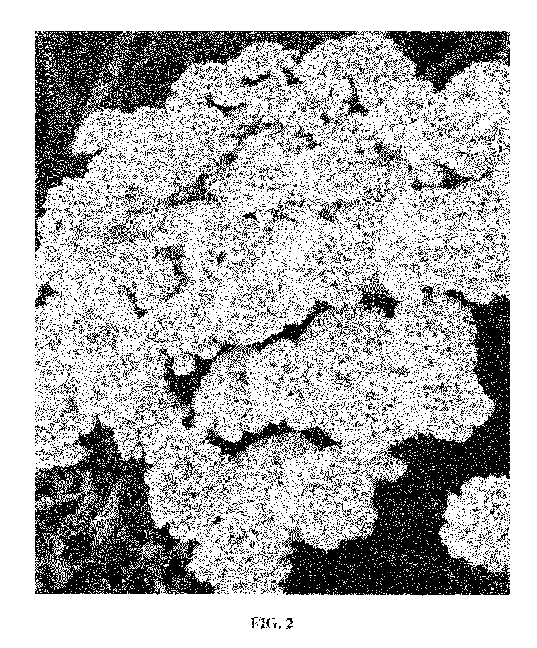 Patent USPP22280 - Iberis plant named 'Masterpiece' - Google Patents ^ Patent USPP22280 - Iberis plant named 'Masterpiece' - Google Patents