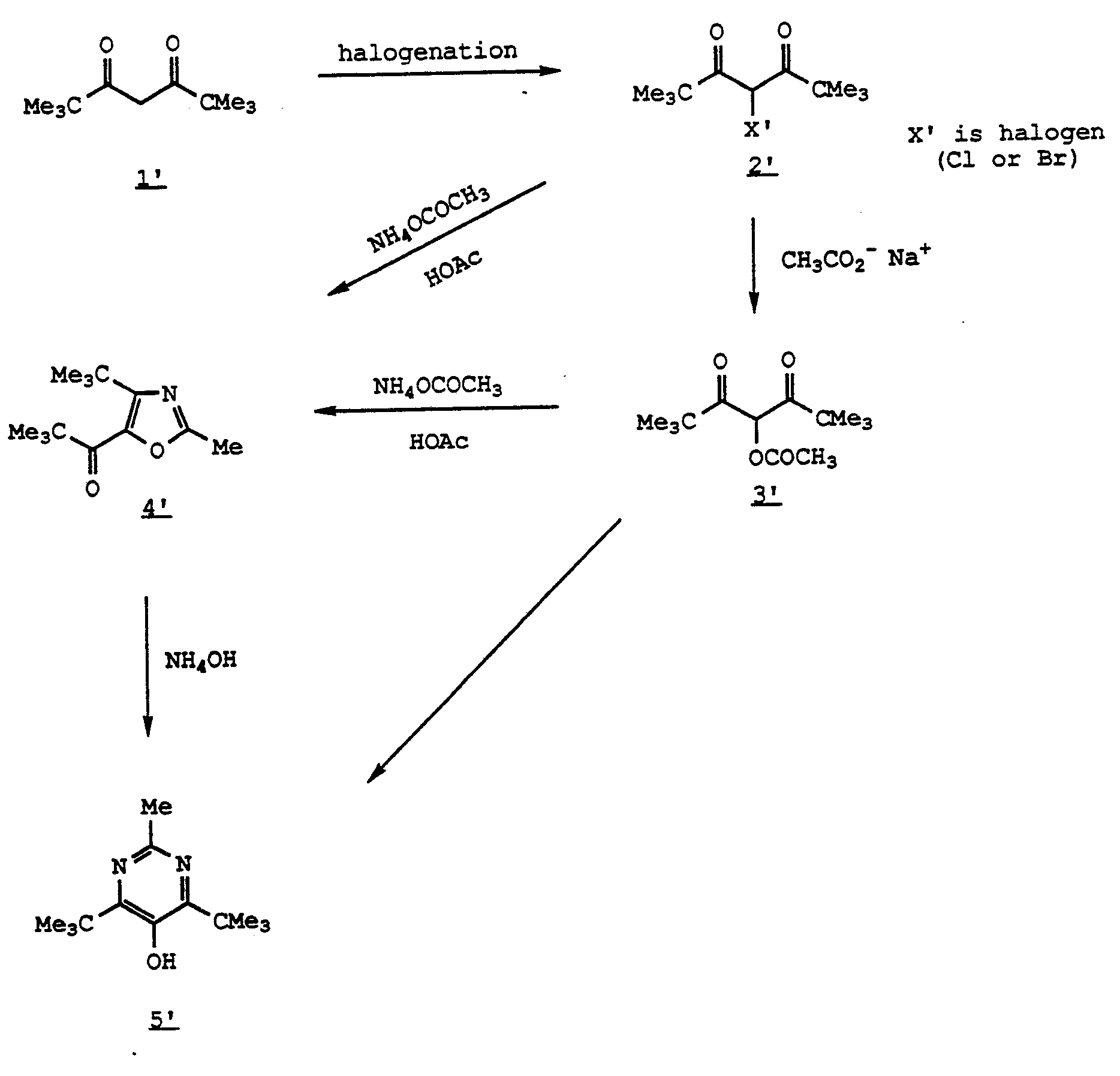 Ap bio 2007 essay