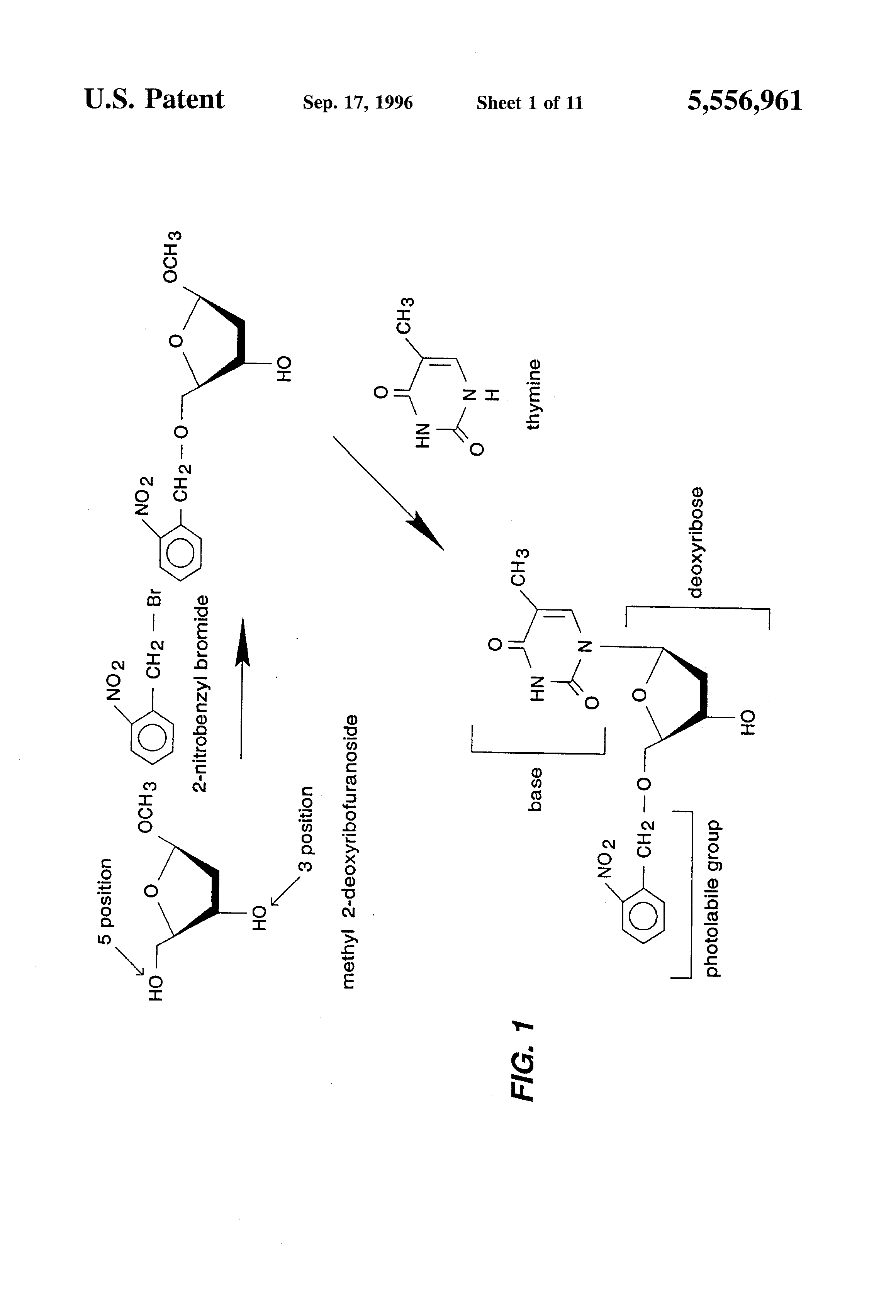 purine sythesis Figure 1 overview of the pathways for the biosynthesis of purine and pyrimidine nucleotides (thf, tetrahydrofolate) ribonucleoside triphosphates are blue. purine sythesis Figure 1 overview of the pathways for the biosynthesis of purine and pyrimidine nucleotides (thf, tetrahydrofolate) ribonucleoside triphosphates are blue.