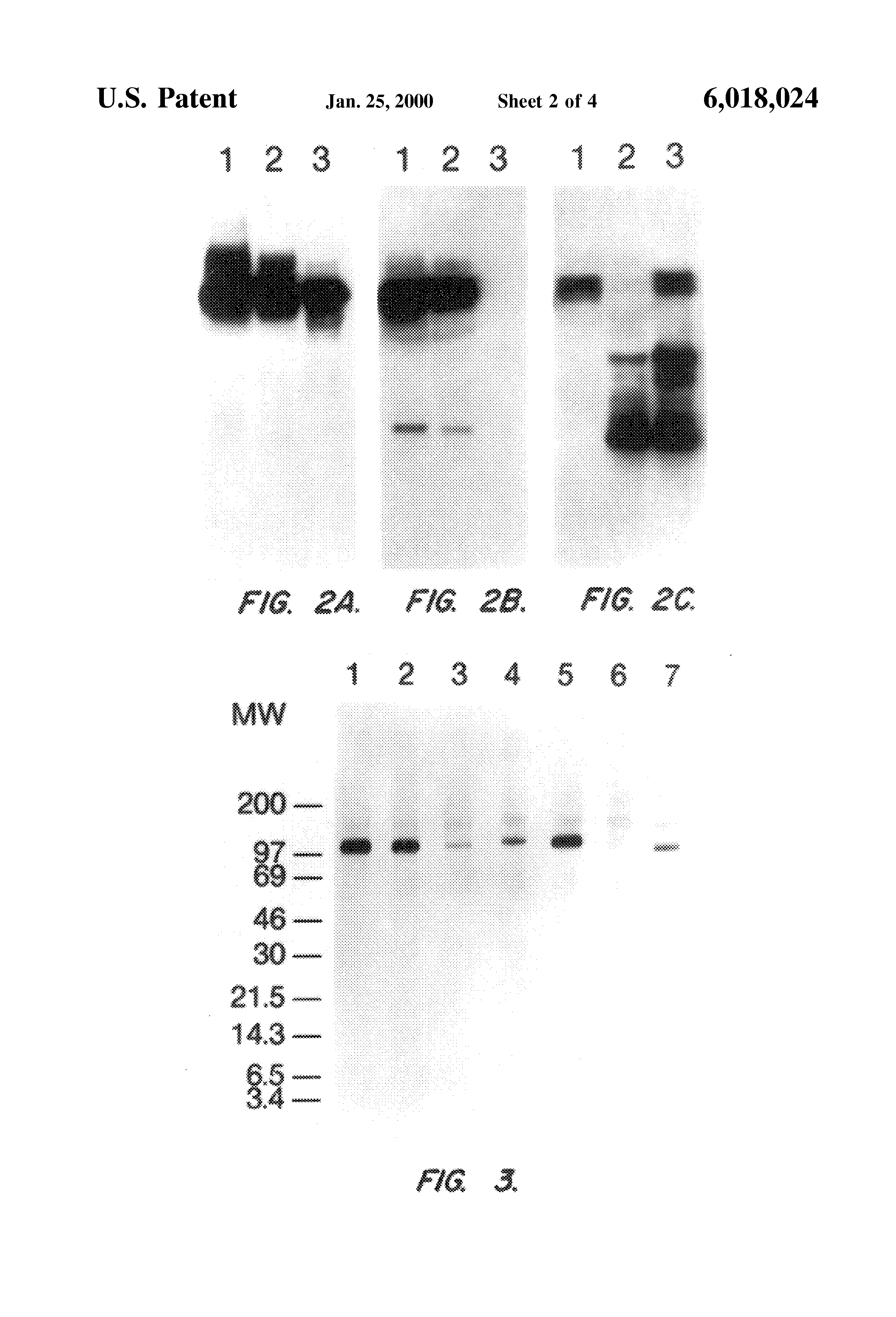 c terminal fragments alzheimer paper c terminal fragments alzheimer paper