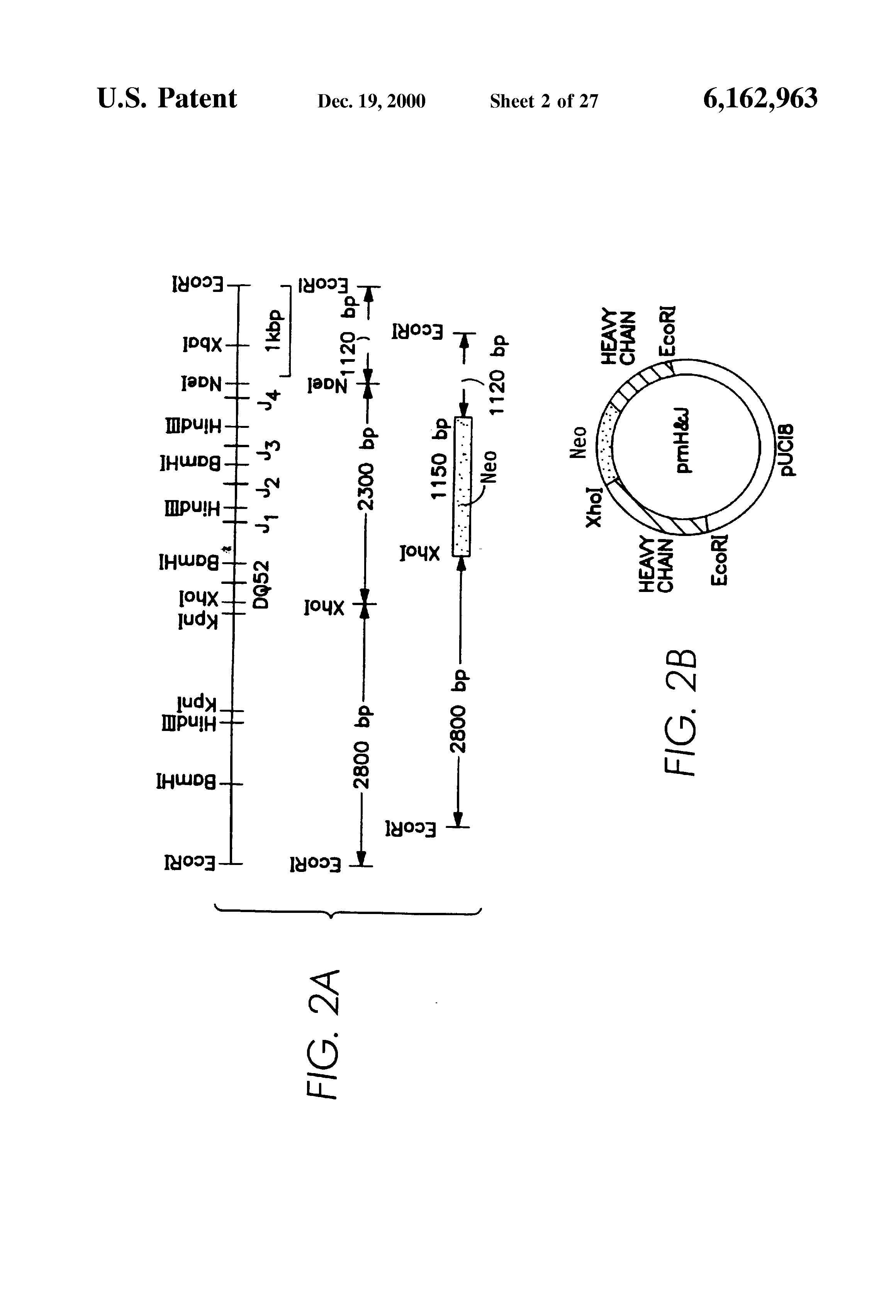 transgenic mammals gene targeting Analysis of gene function gene targeting by homologous recombination in es and its utility in other species is limited due to the one disadvantage of choosing the knock-in approach procedure over the generation of standard transgenic mice is that it requires more time to assemble the. transgenic mammals gene targeting Analysis of gene function gene targeting by homologous recombination in es and its utility in other species is limited due to the one disadvantage of choosing the knock-in approach procedure over the generation of standard transgenic mice is that it requires more time to assemble the.