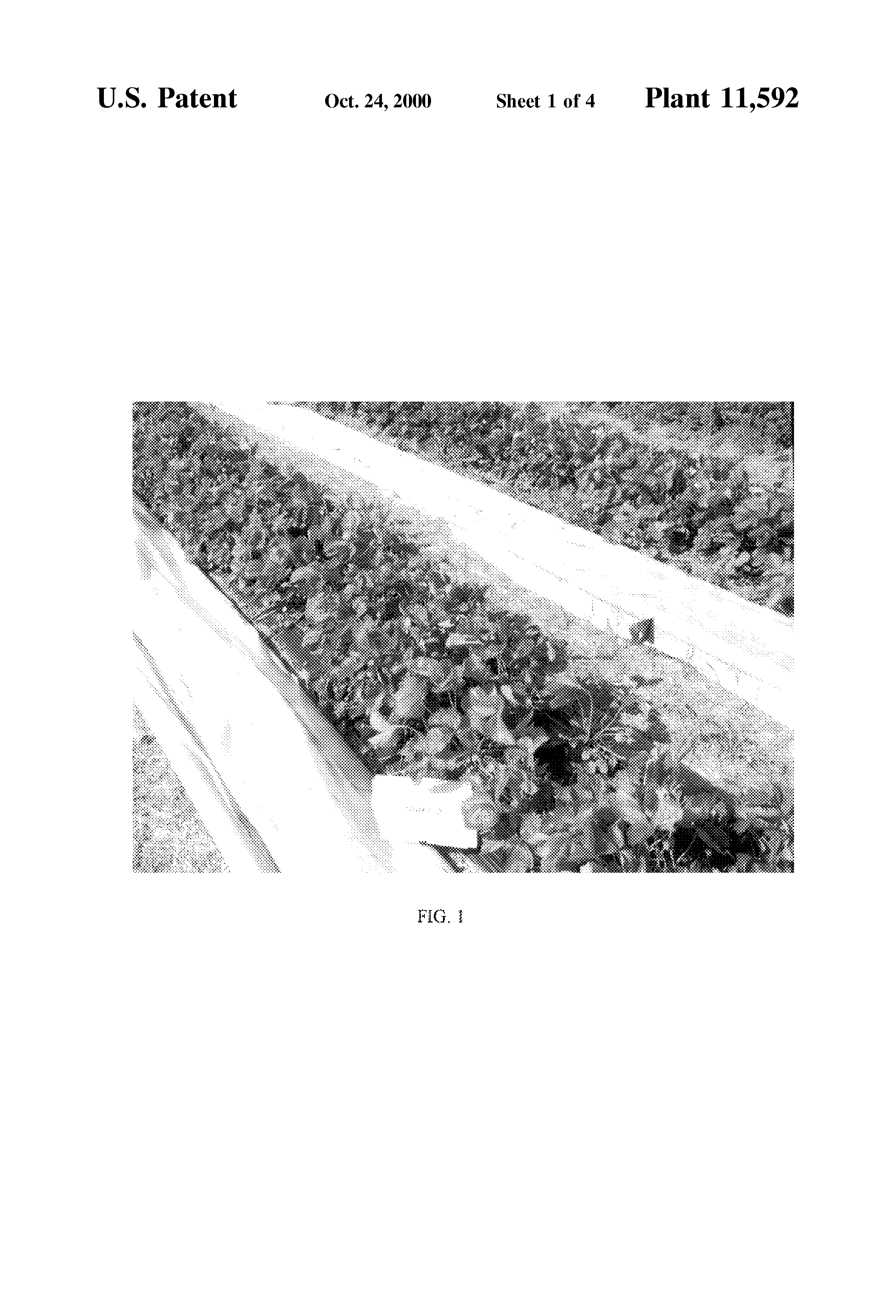 Strawberry Plant Drawi...