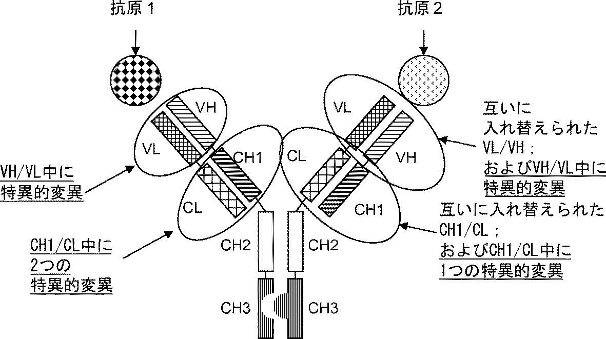 Jpa Multispecific Antibody Google Patents Jpa Multispecific Antibody Google Patents