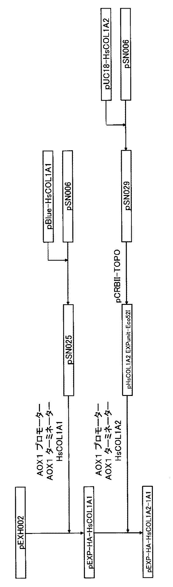 Woa1 リジン残基とプロリン残基とが共に水酸化されたコラーゲンを産生する形質転換体 Google Patents