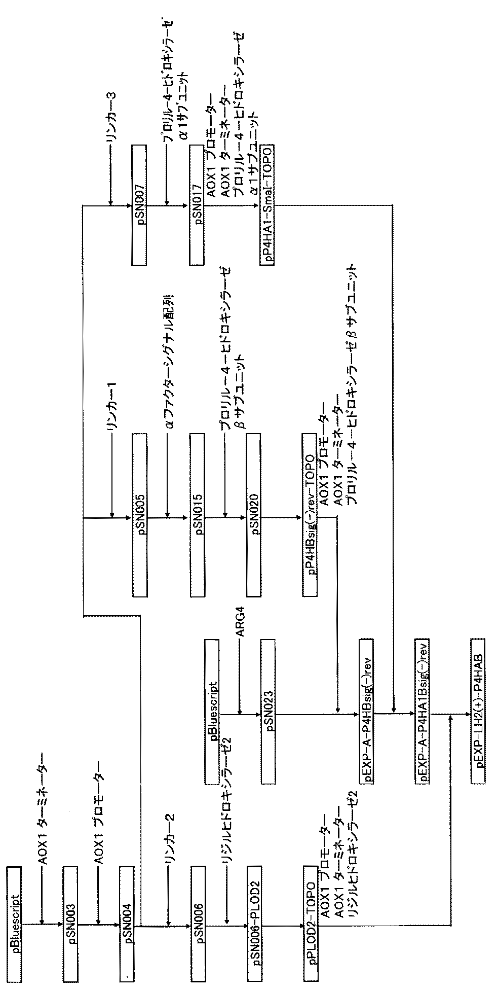 Woa1 リジン残基とプロリン残基とが共に水酸化されたコラーゲンを産生する形質転換体 Google Patents