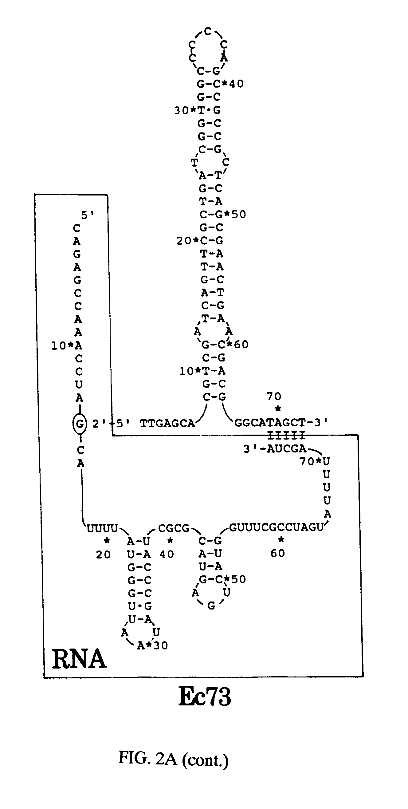 Epa2 Methode Pour Synthetiser Un Cdna Simple Brin Stable Dans Les Eucaryotes Au Moyen D Un Retron Bacterien Produits Et Leurs Utilisations Google Patents
