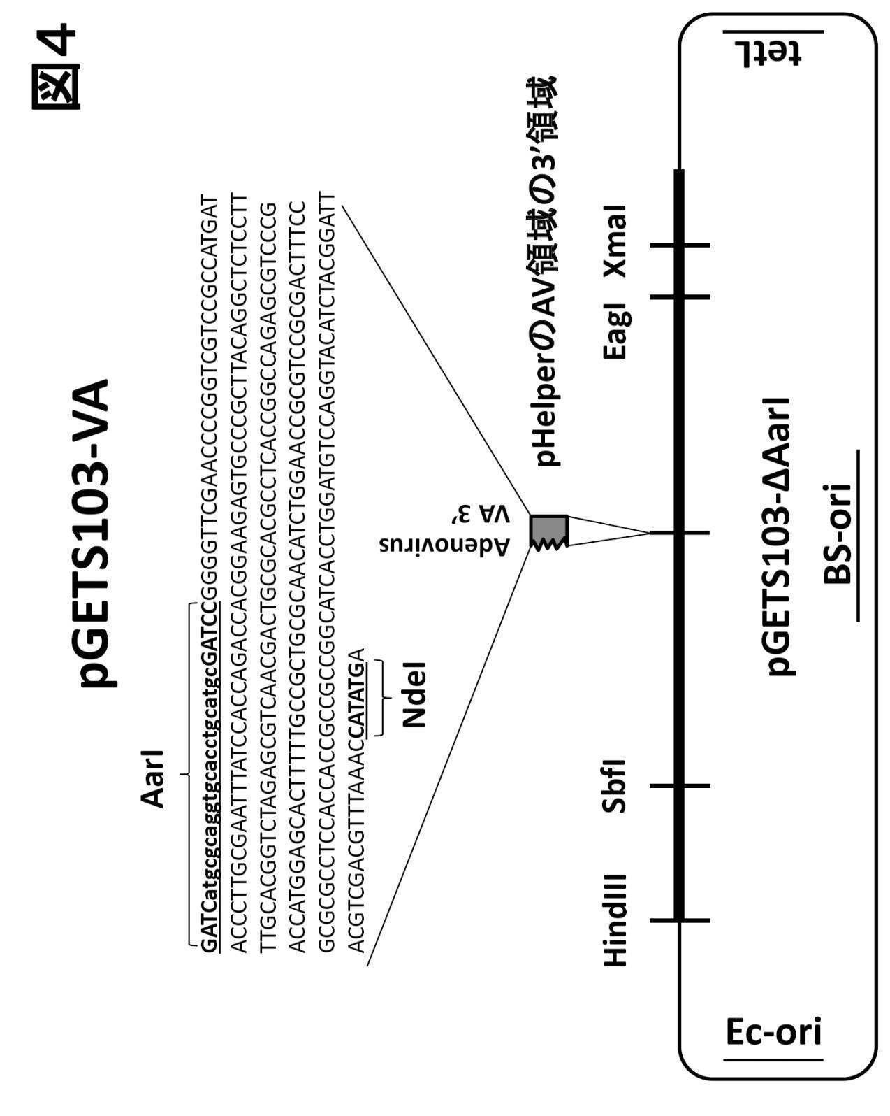 WO2022097647A1 - 統合型プラスミド - Google Patents WO2022097647A1 - 統合型プラスミド - Google Patents