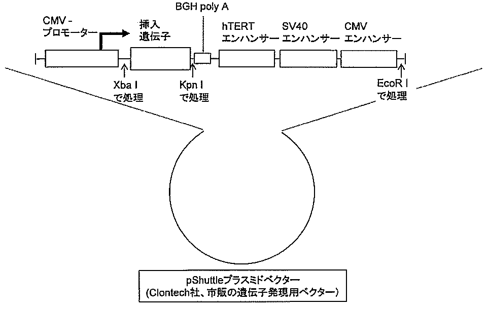 Figure JPOXMLDOC01-appb-I000007