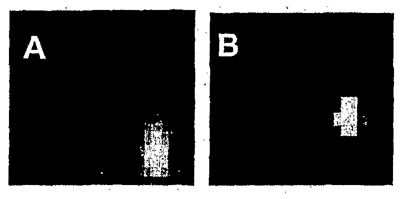 Figure imgf000005_0001