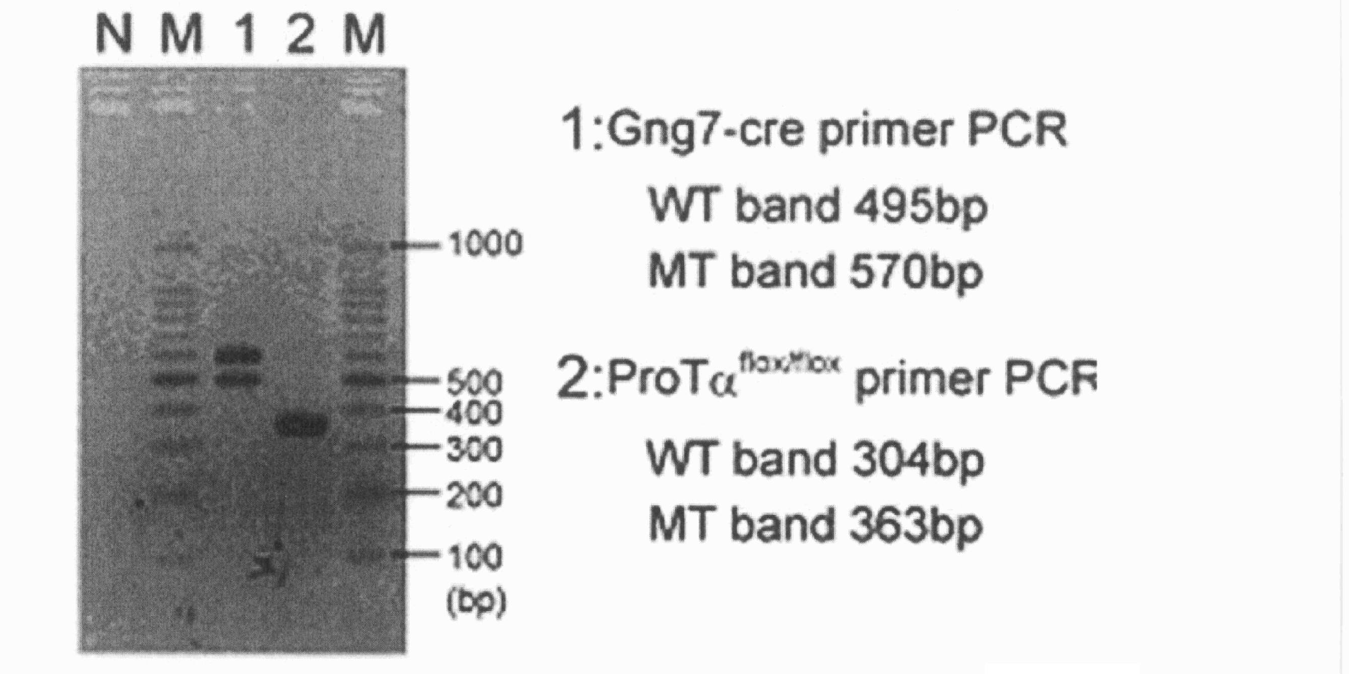 Wo2012165175a1 神経変性疾患モデル非ヒト哺乳動物 Google Patents
