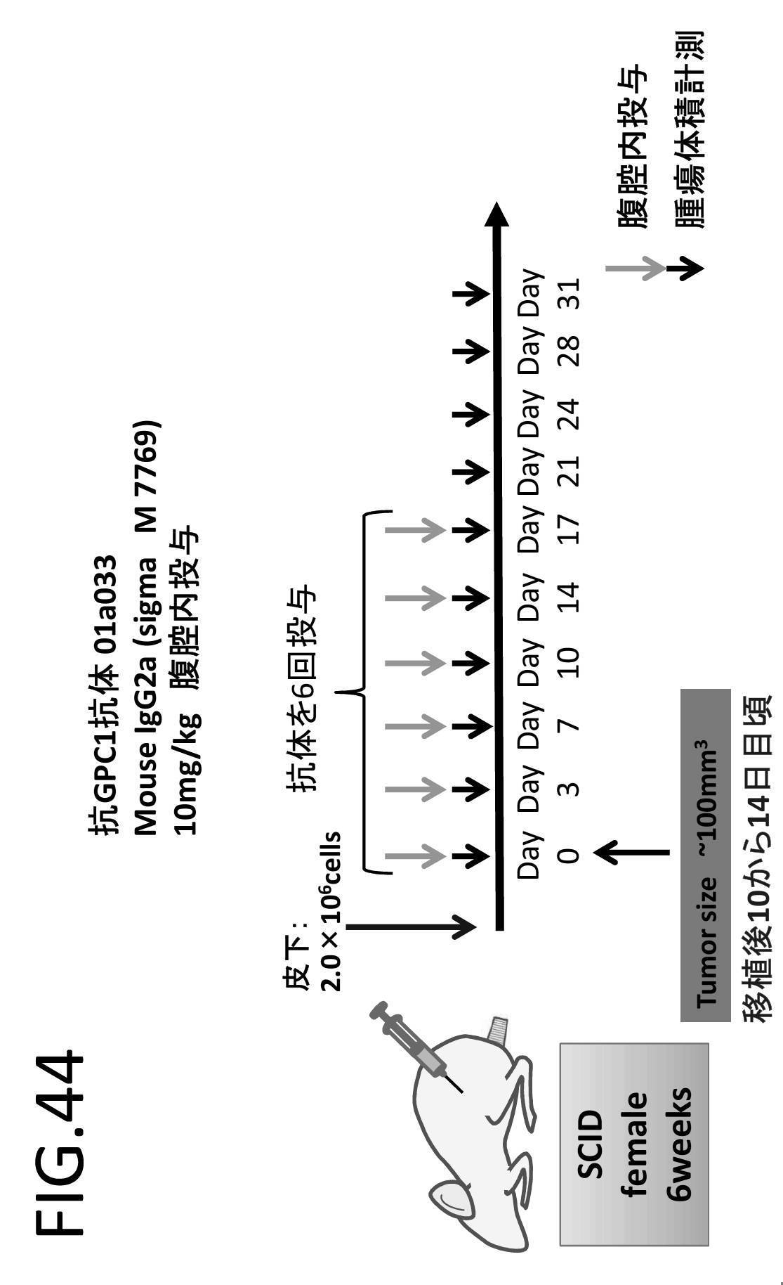WO2018199318A1 - 抗gpc－1抗体 - Google Patents