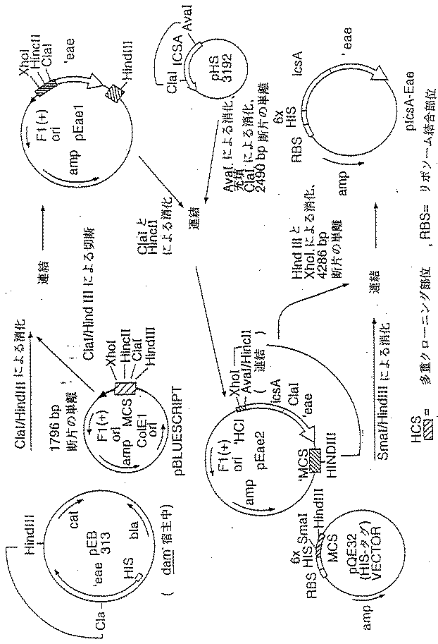JP2008249712A - ヒスチジンタグ付きインチミン、ならびに免疫応答を刺激し、標的能力を有する抗原担体としてインチミンを使用する方法 - Google Patents JP2008249712A - ヒスチジンタグ付きインチミン、ならびに免疫応答を刺激し、標的能力を有する抗原担体としてインチミンを使用する方法 - Google Patents