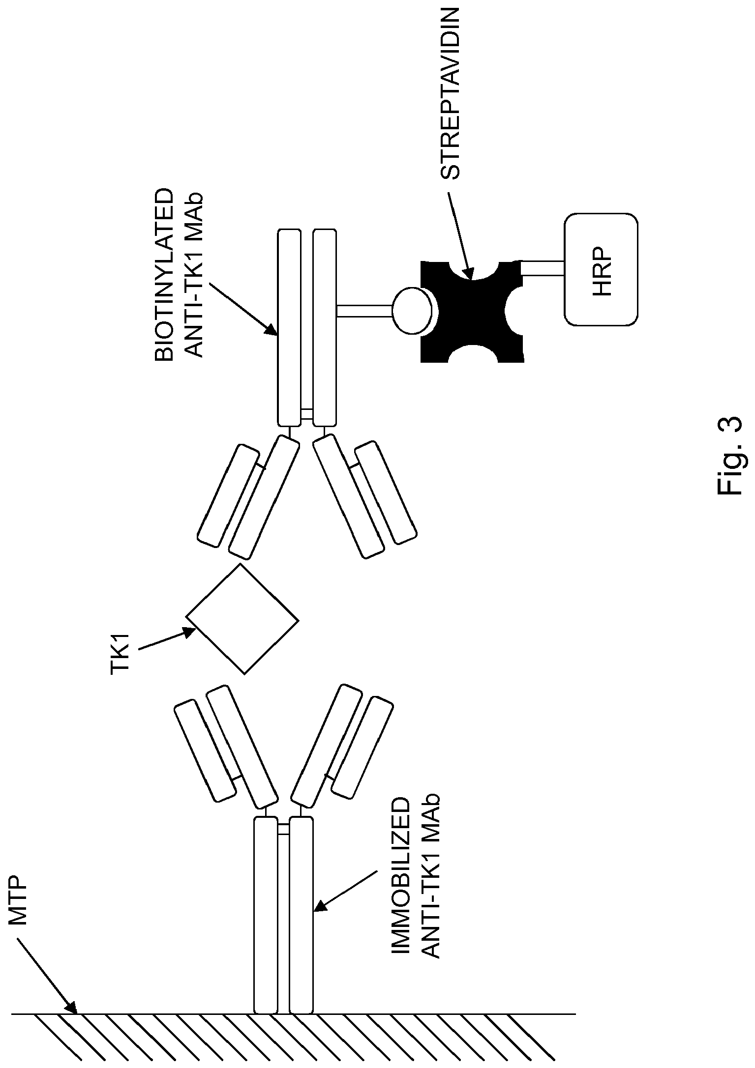 Ep3536713a1 Monoclonal Anti Tk1 Antibodies Google Patents