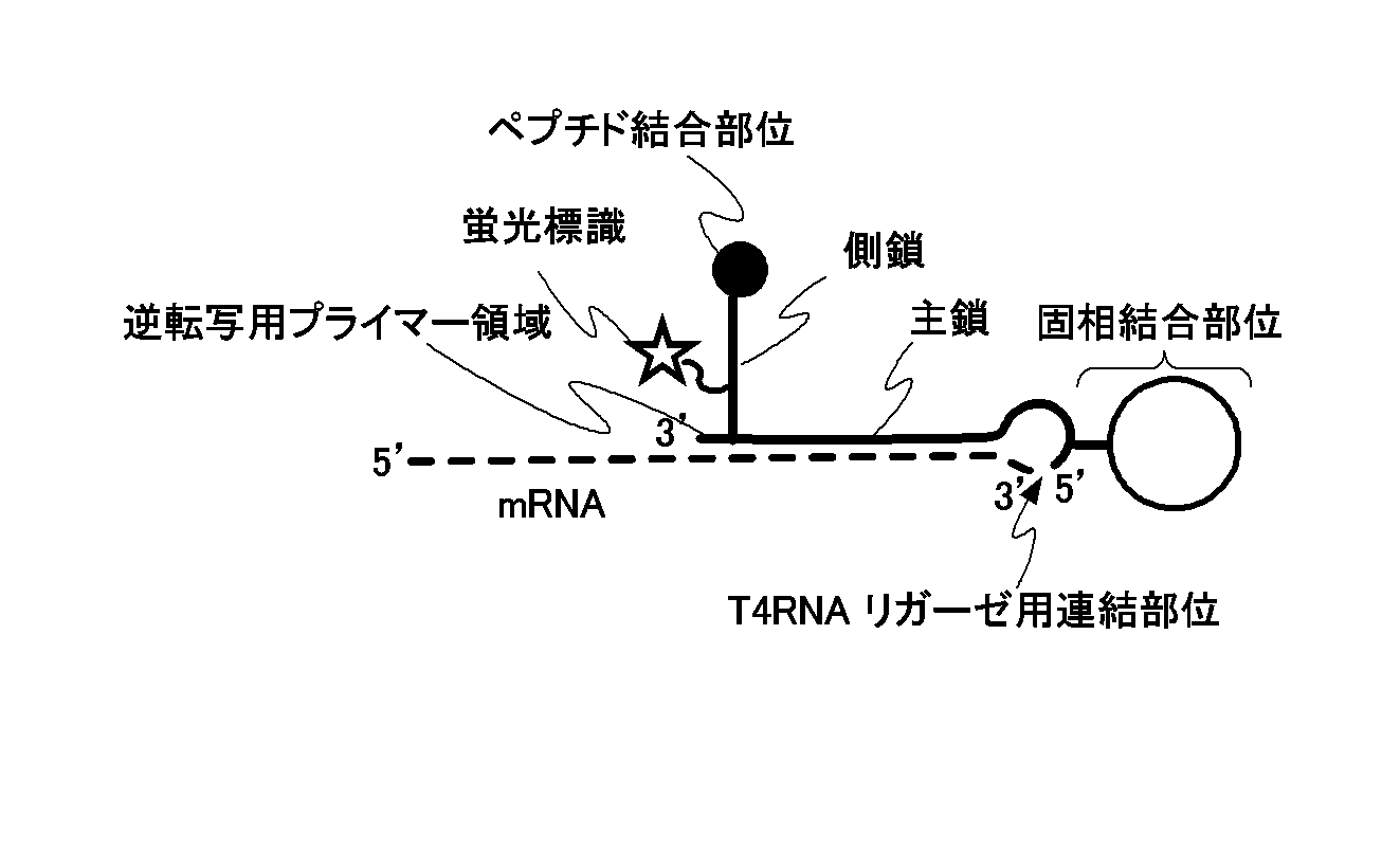 Wo2016159211a1 試験管内淘汰及び分子間相互作用解析用高速光架橋型共用リンカー そのリンカーを用いた試験管内淘汰方法 Google Patents