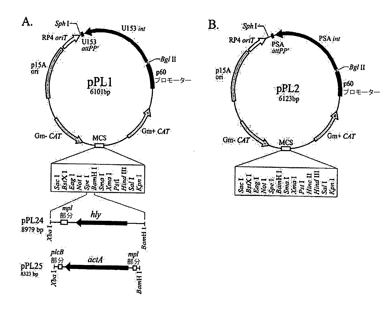 アラニンラセマーゼ Alanine racemase JapaneseClass.jp