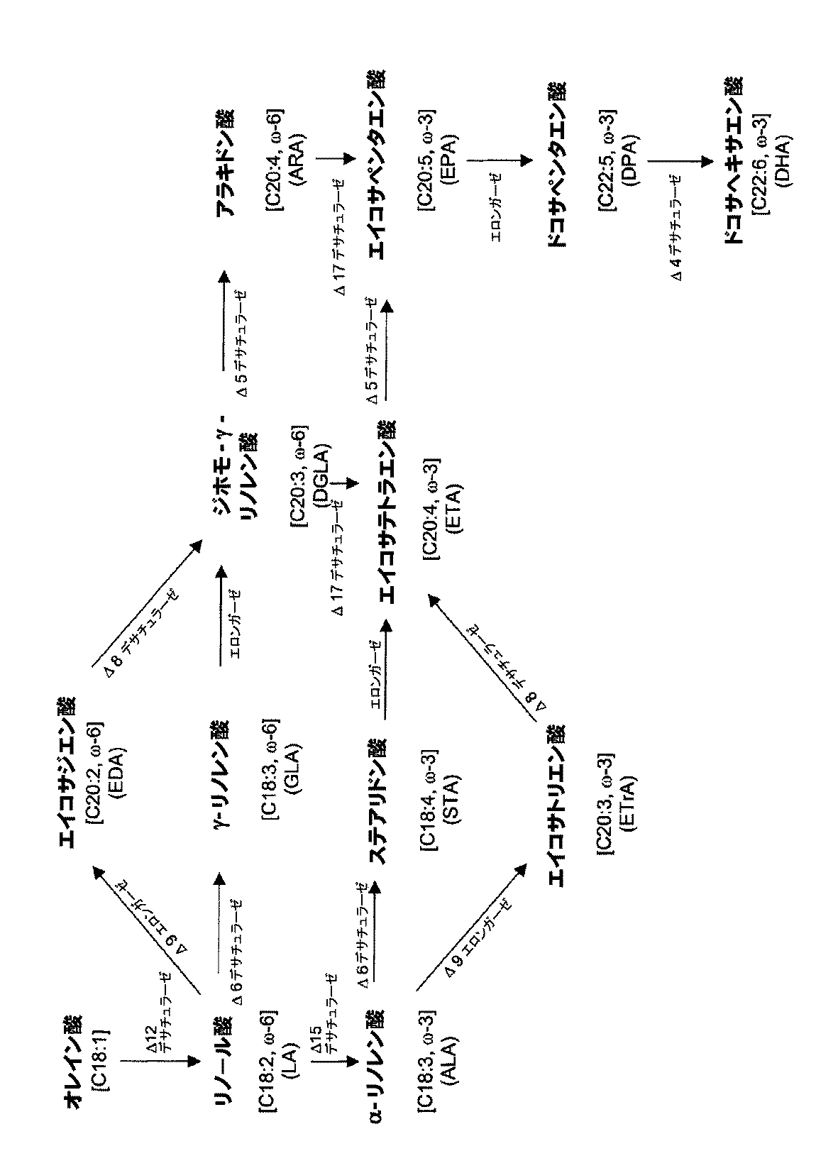 Jp2009534032a D１７デサチュラーゼおよび多価不飽和脂肪酸の製造におけるそれらの使用 Google Patents