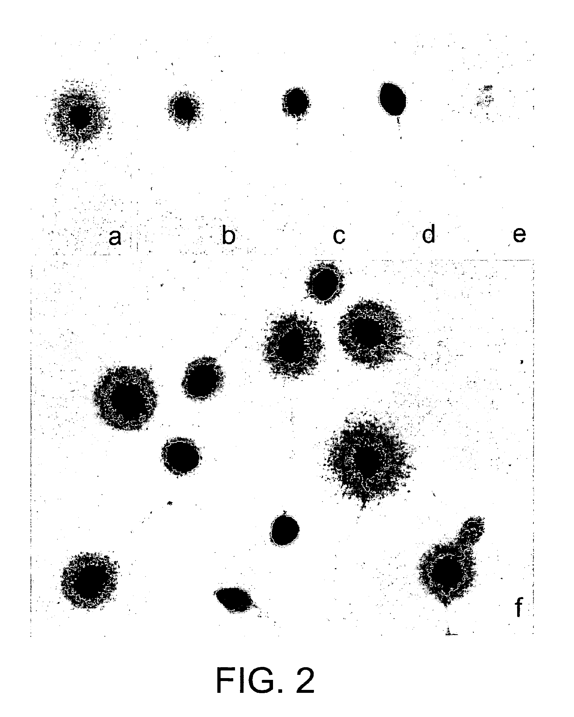 dna fragmentation in animal sperm