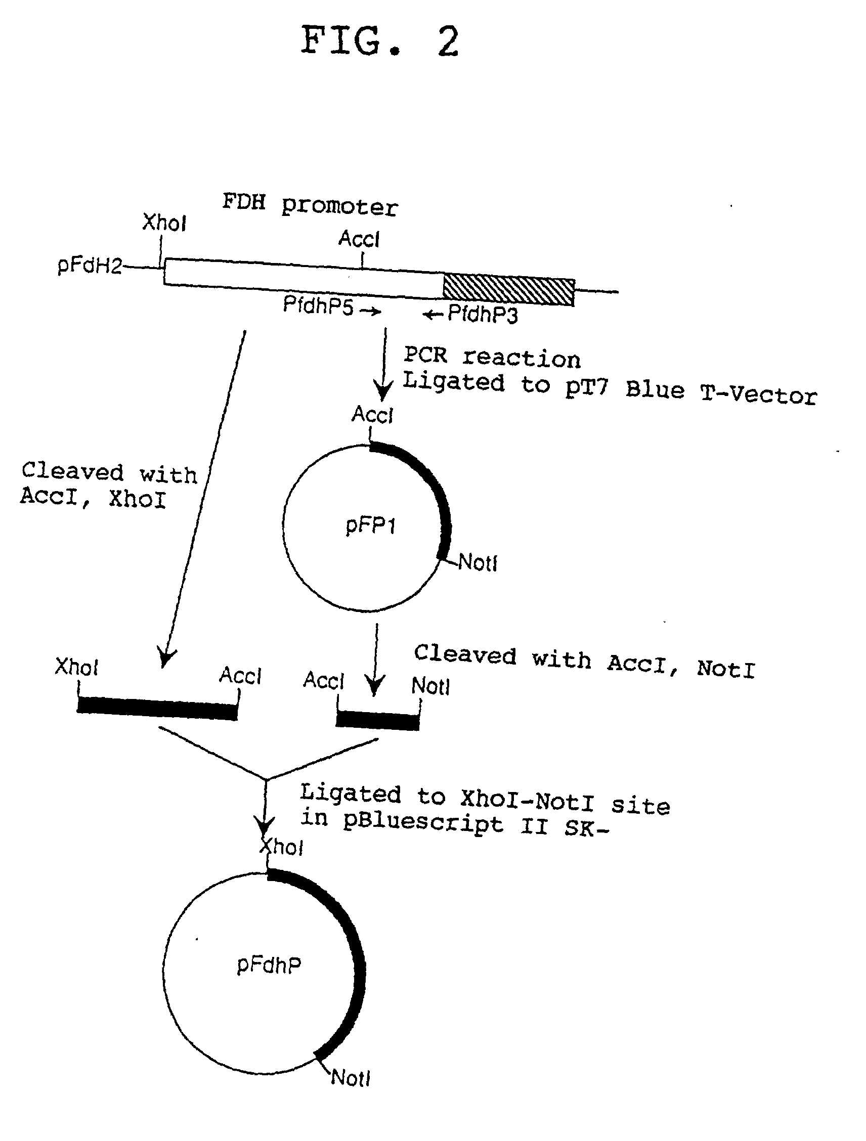 dehydrogenase gene of candida boidinii