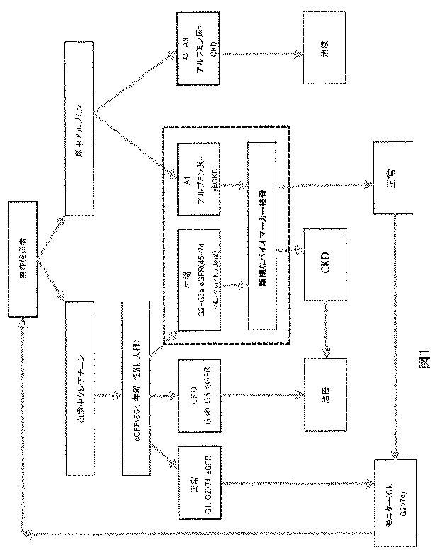 Jp2016520192a 腎機能に関連付けられるバイオマーカーおよびそれを使用する方法 Google Patents