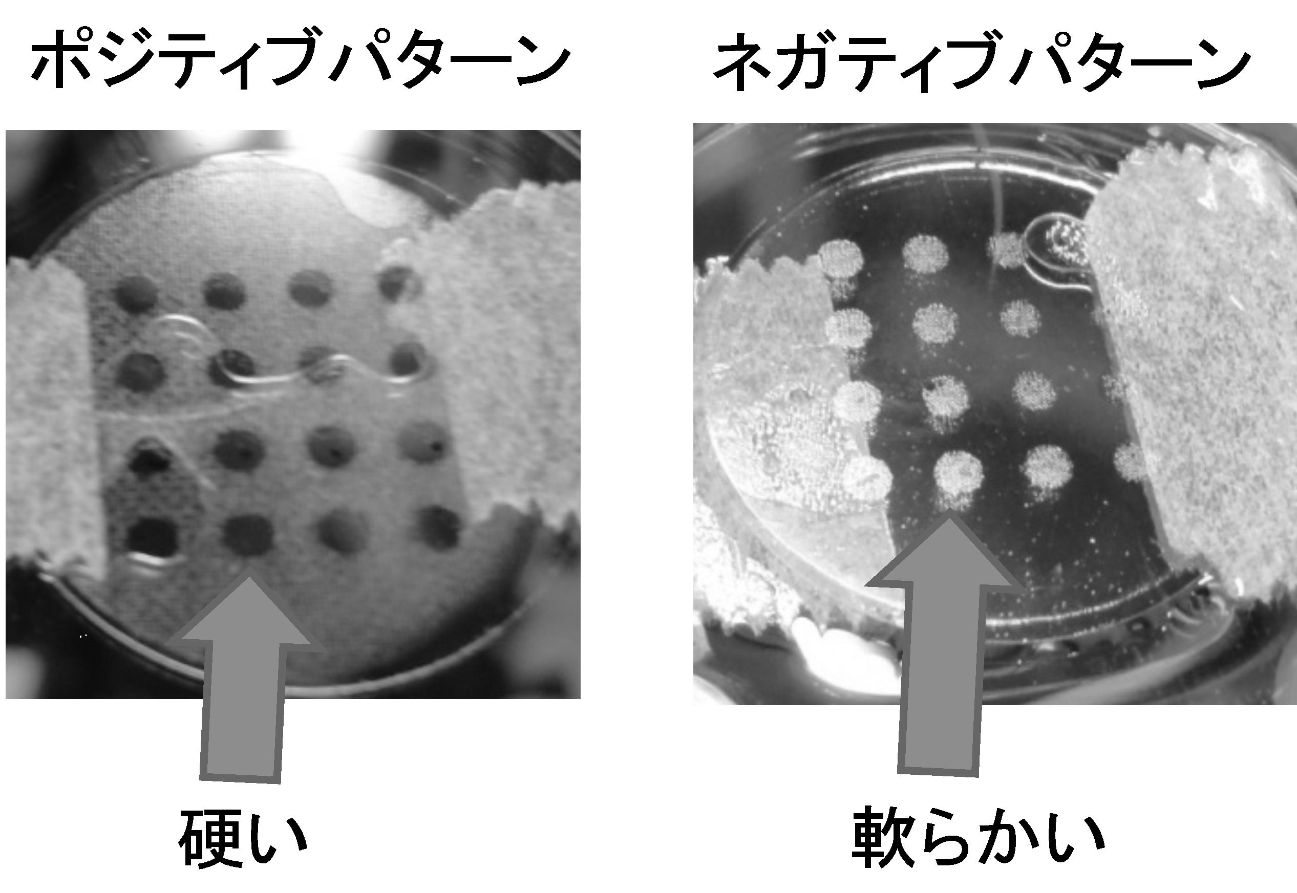 Wo2015129822a1 自己組織化用細胞集合体の作製方法 Google Patents