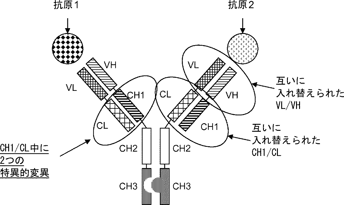 Jpa Multispecific Antibody Google Patents Jpa Multispecific Antibody Google Patents