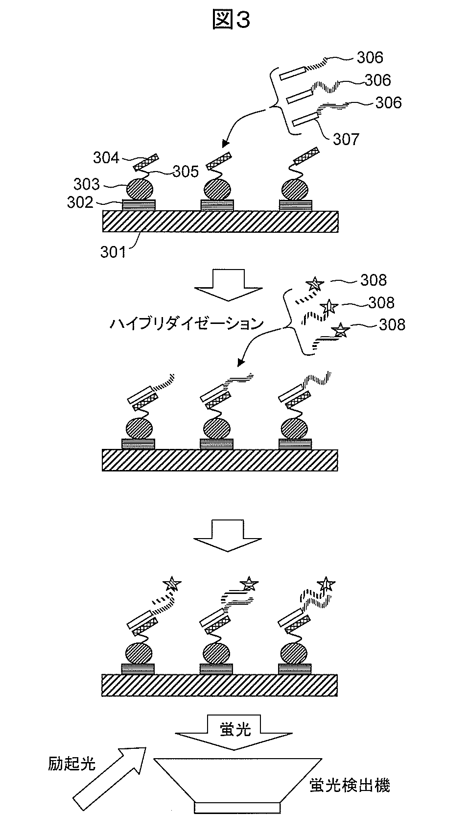 wo2013051651a1 生体分子分析方法及び生体分子分析装置 google patents