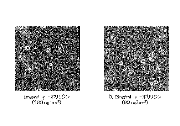 Jp2006055157a 細胞培養器具及びその製造方法 Google Patents