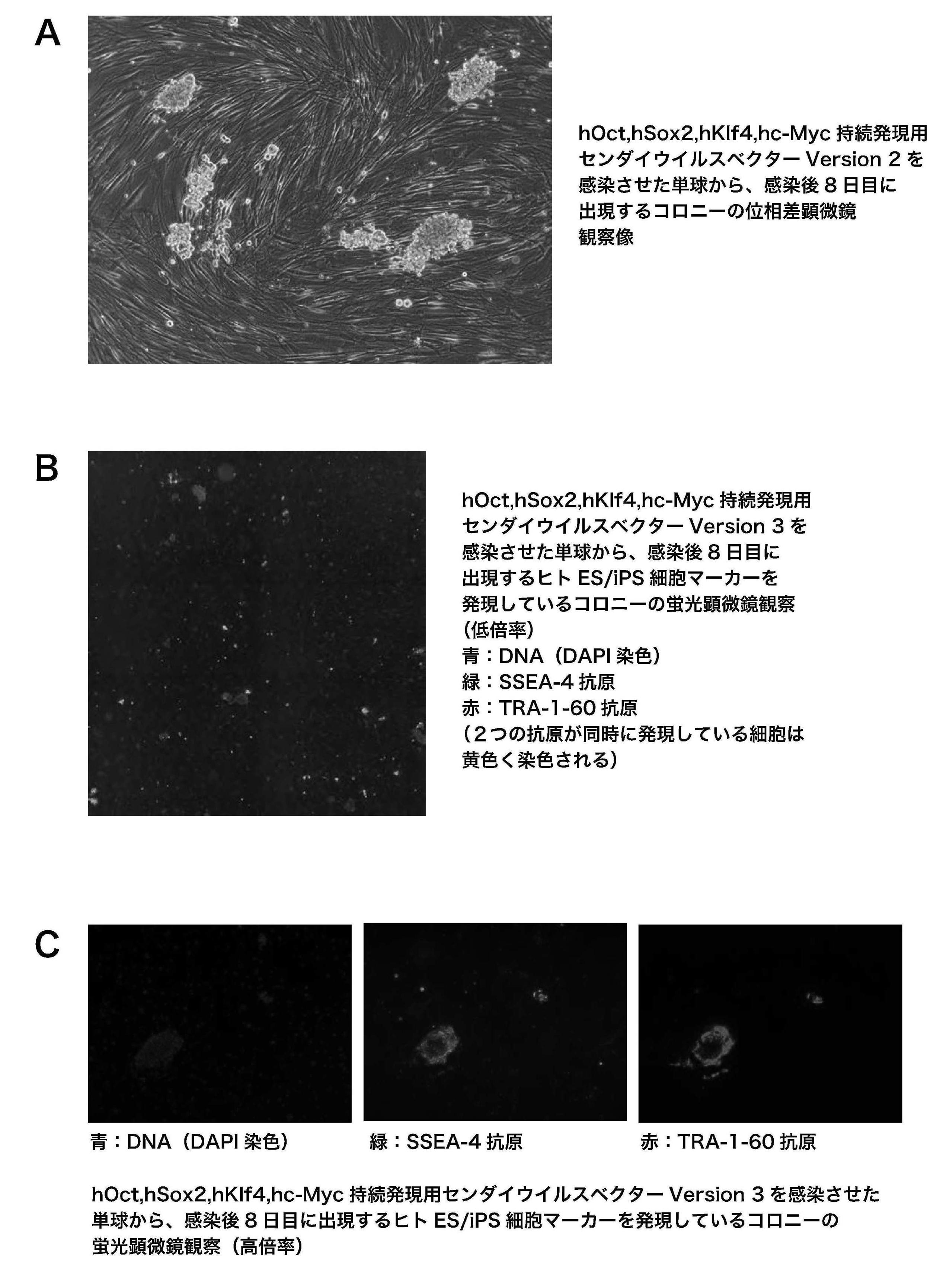 Wo2012063817a1 末梢血単球由来多能性幹細胞作製方法 Google Patents